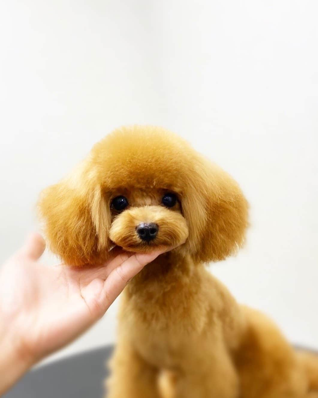 doghug (ドッグハグ) 豊洲本店のインスタグラム