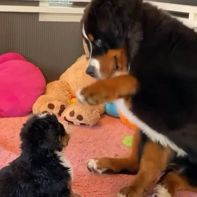 animals.coのインスタグラム：「Nothing like pets from mama 🐶🥰 Video by @starry_town」