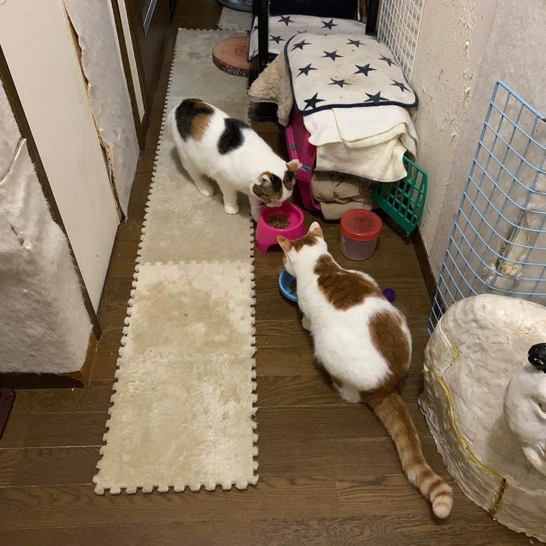 Kachimo Yoshimatsuさんのインスタグラム写真 - (Kachimo YoshimatsuInstagram)「二人仲良くガツガツ、ガツガツ。 They eat food together.  #うちの猫ら #mikeko #oinari #猫 #ねこ #cat #ネコ #catstagram #ネコ部 http://kachimo.exblog.jp」10月10日 20時30分 - kachimo