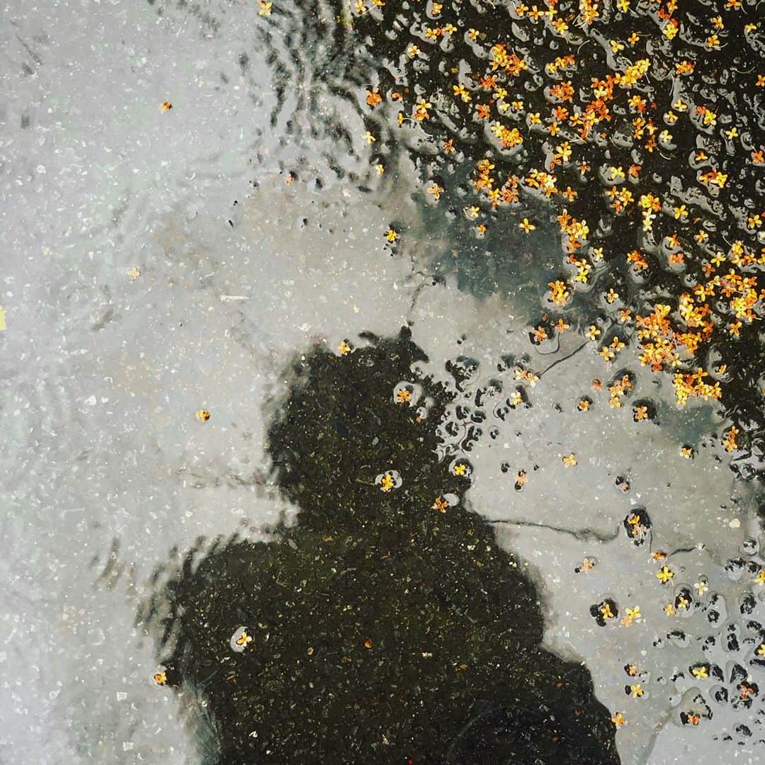 水嶋いとのインスタグラム：「・﻿ 金木犀と雨と影﻿ みたいなテーマつけたくなる写真。笑 ﻿ だいぶ寒くなったので﻿ 体調崩さないようにしましょうね！😷﻿ ・﻿ ・﻿ ・﻿」