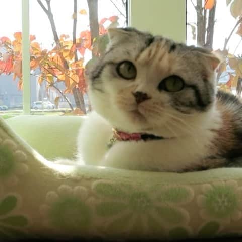 takegaeruのインスタグラム：「おまけです😁 秋まりん🍁連投おしまい🍁   #cat #scottishfold #猫 #スコティッシュフォールド #三毛スコ友の会」
