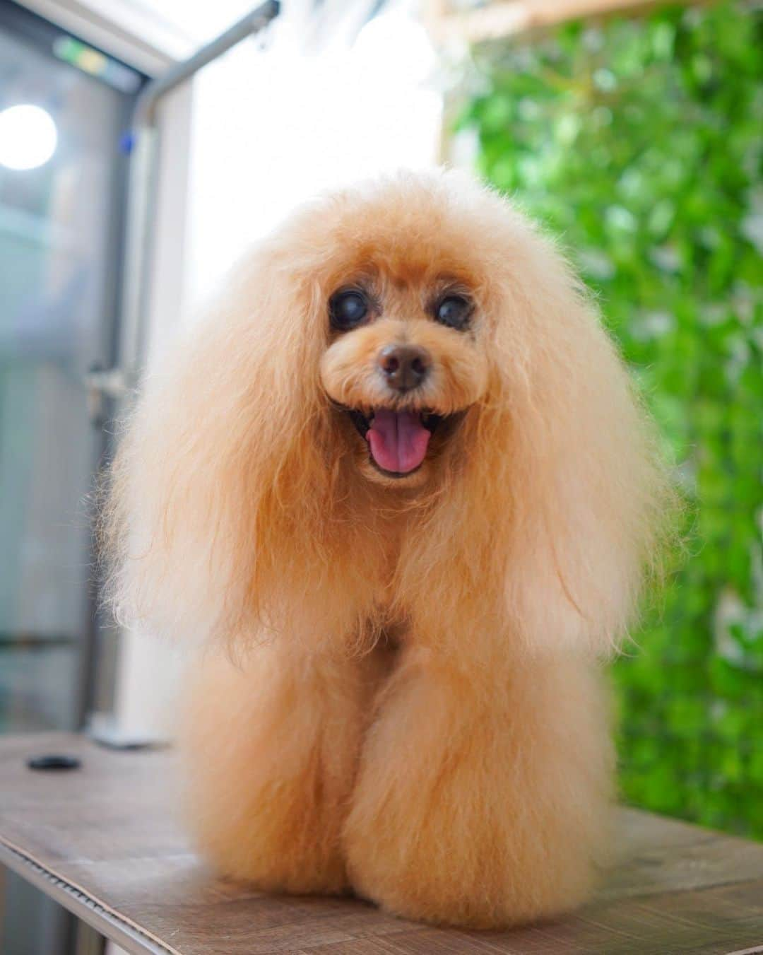 Toypoodle Mikuru?Asakusa Tokyoさんのインスタグラム写真 - (Toypoodle Mikuru?Asakusa TokyoInstagram)「20201010 Saturday. Trimming day✂️ @dogsalonlouis  . お顔カット&シャンプーでした☺️ 今日もいつも通りにお顔整えてもらいました。 ぷち汚犬気味だったので、ふわもこちゃんに戻って良かった😆 . 雨の日、電車でトリミング行くの大変😣 特に帰りは濡れないようにしないといけないから気を使っちゃいます。 次回のトリミングは雨降らないと良いなぁ🥺 . #トリミング #trimming  #みくるんトリミング #みくるんカット #じみくるん #おパンツガール . #toypoodle#poodle#poodle_playoffs#みくるん#トイプードル#プードル#タイニープードル#ふわもこ部#犬バカ部#ワンコなしでは生きて行けません会#貴婦狗 #東京トイプードル #poodlesofinstagram #dogsofinstagram#instadog#dog#cutedog #dog_features #purapurafamily @i.am.mikuru #토이푸들 #自由が丘」10月10日 21時05分 - purapura299