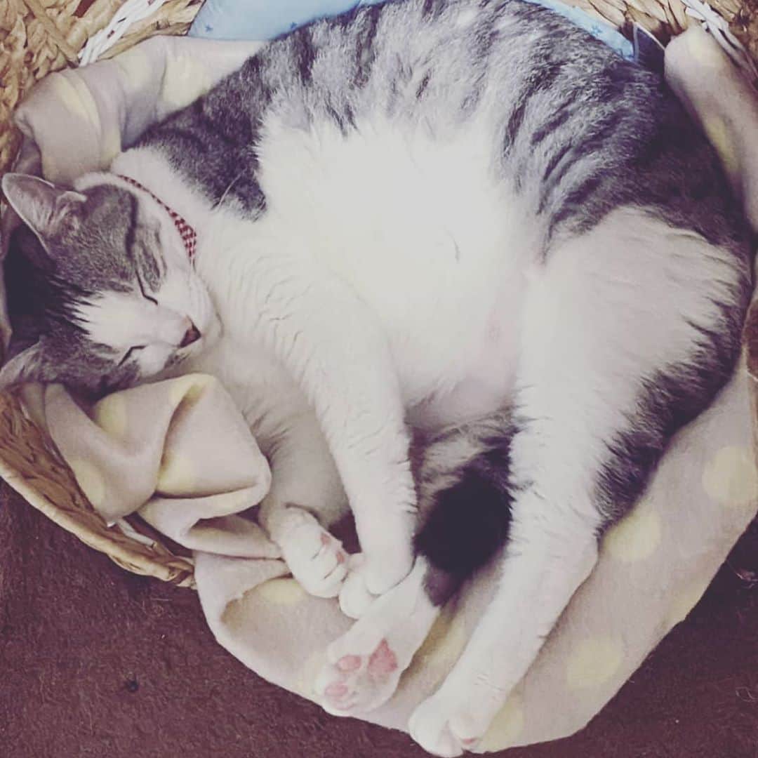 藤純のインスタグラム：「#とろねこチャレンジ  このタグをつけて、眠る猫の写真をSNSに投稿するとひとつの投稿につき10円が保護猫活動に寄付されます。 期間は～11/30まで！😻」