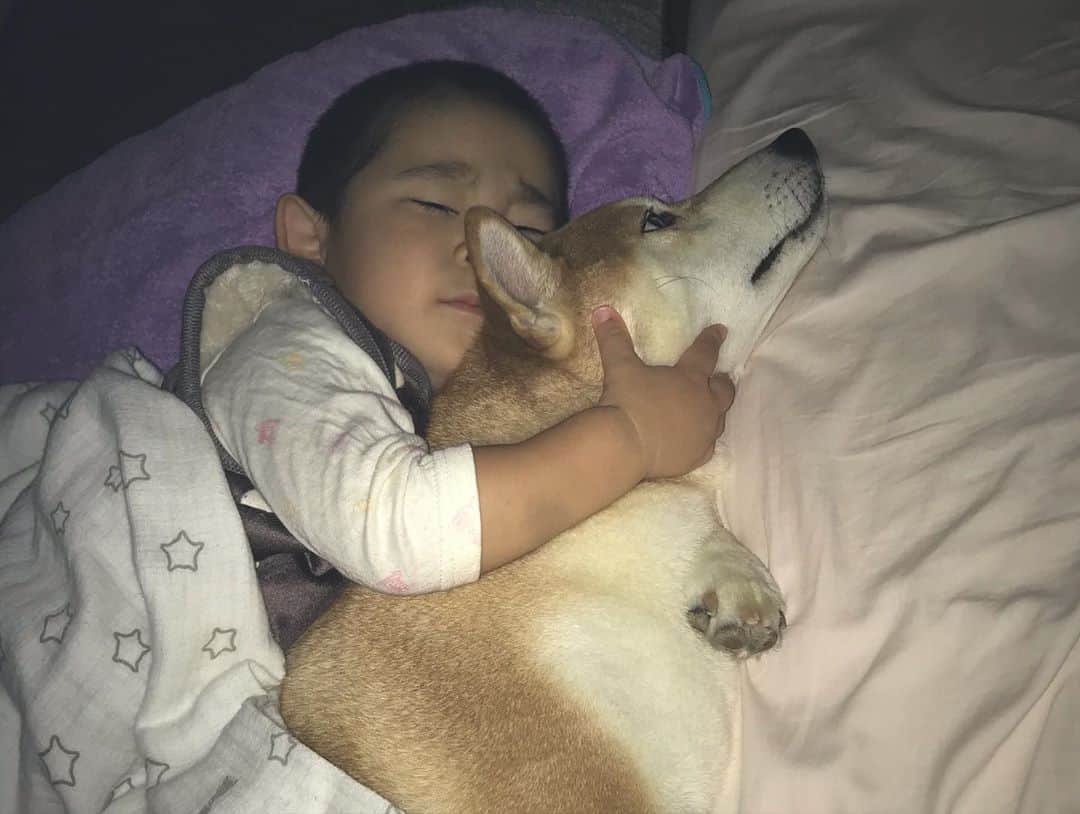 高橋みゆきのインスタグラム：「最近クラ吉が寝かしつけてくれる🐶💕寝つきが早くて助かる☺️ #クラ吉お兄 #寝かしつけまでしてくれる #ずっとクラ吉の頭にスリスリしてる #お疲れクラ吉」
