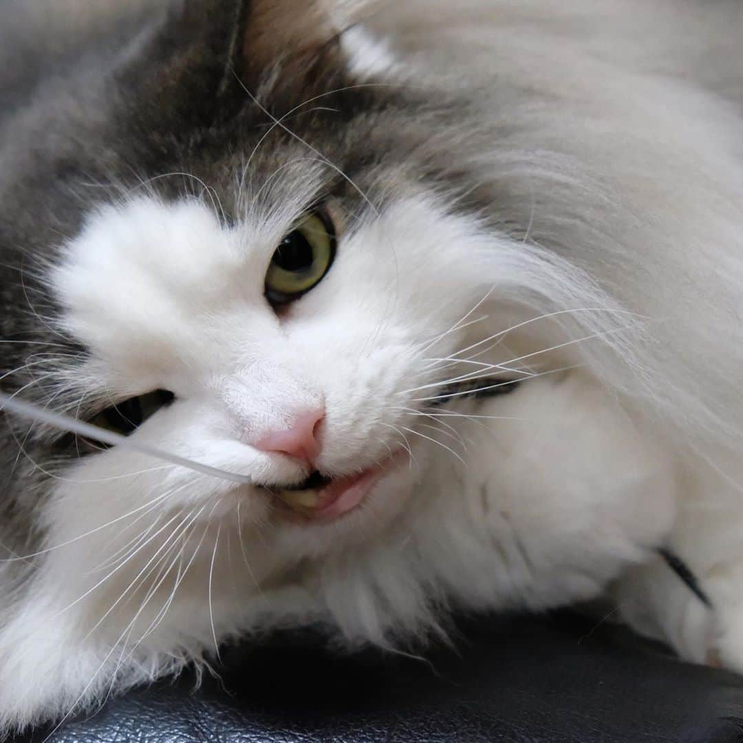 Hanaさんのインスタグラム写真 - (HanaInstagram)「とニャーッ！！ 😾 * @happybotan 様から頂いた 大人気の猫ジャラシ#ヨロコブラ * 😻 * むちゃのんがワイルドに見えるオモチャ * * ブログ更新しました♪ http://kedamakyoudai.blog.jp/ #NorwegianForestCat#cats#ig_catphoto#catlover#catinstagram#gatto#kawaii#neko#beautycat#fluffy#ノルウェージャンフォレストキャット#ねこ#猫#ねこら部#japan#fluffycat#ペコねこ部#にゃんすたぐらむ#可愛い#かわいい#cute#cutecat#funnycat#ねこのきもち#いぬとねこ#ライブドアインスタブロガー」10月10日 21時28分 - mofu2family