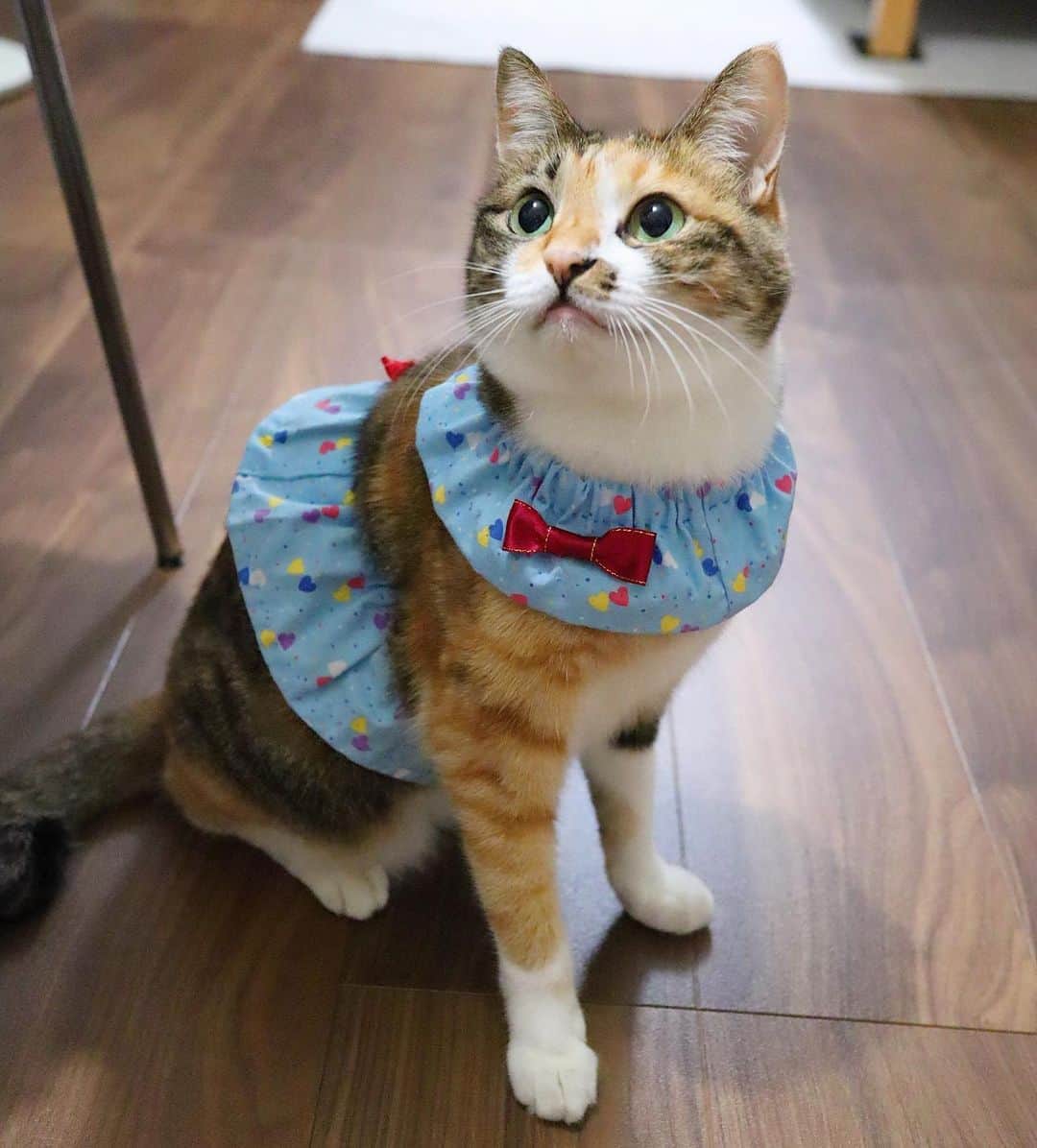 のインスタグラム：「✼ 昨日は紅茶にお祝いをありがとうございました😸❤️ * ちゅーるプレートは 『KOCHA おめ！8』って書きました😂 2枚目見てねw * 紅茶の襟とスカートは私の母作👵 おとんおかん結婚記念日おめでとう㊗️✨ * * @chiromin4828 むっちゃんお誕生日おめでとう🎉🎂✨ * * #ねこは人を笑顔にする #シマホレスキュー #シマホネコダスケ #うちの子優勝 #メイクにゃーと #猫カレンダー2022参加したい #WPE2020秋フォトグランプリ #iDogSNSモニター応募 紅茶・⑤ * #家庭画報ウチもふ （1）紅茶 （2）8歳 （3）MIX （4）気が強いけど甘えん坊 （5）襟とスカート着けてラブリー❤️ （6）お誕生日にオシャレしました * #catsofinstagram #instacat_meows #IGersJP #rakutenpet #nyancon01 #mmts_nekotomo #petokotolife #無敵の親バカ同盟 #関西ねこ部 #ふわもこ部 #ペコねこ部 #peppyフォト部 #スタペグラム #ねこのきもち #サンデイ #sippoストーリー #ペトラフ #我が家のキャティーマン * #fukukocha #fukukohakuchafashion #marikill66_1010」