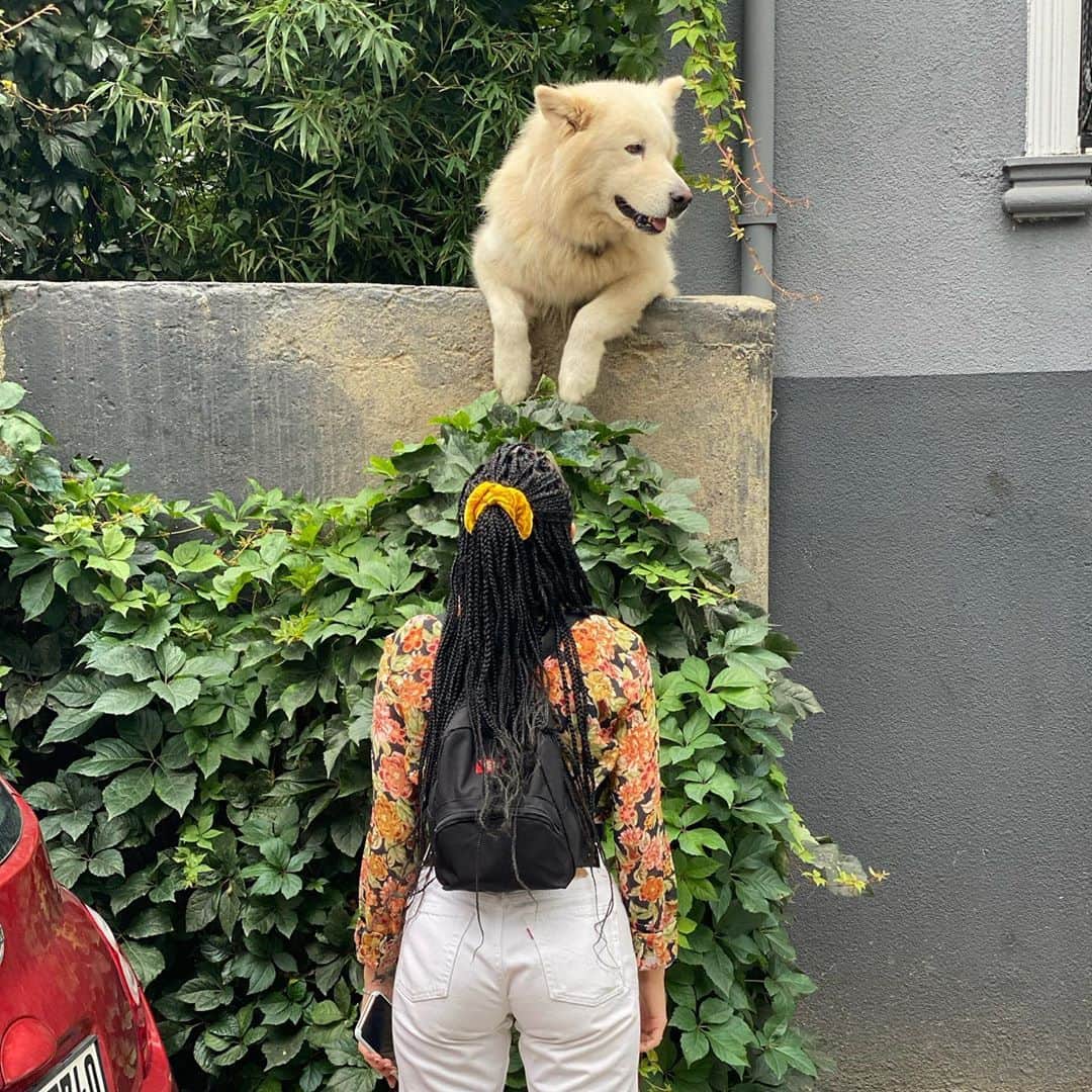 Halseyのインスタグラム：「here to meet pets.」