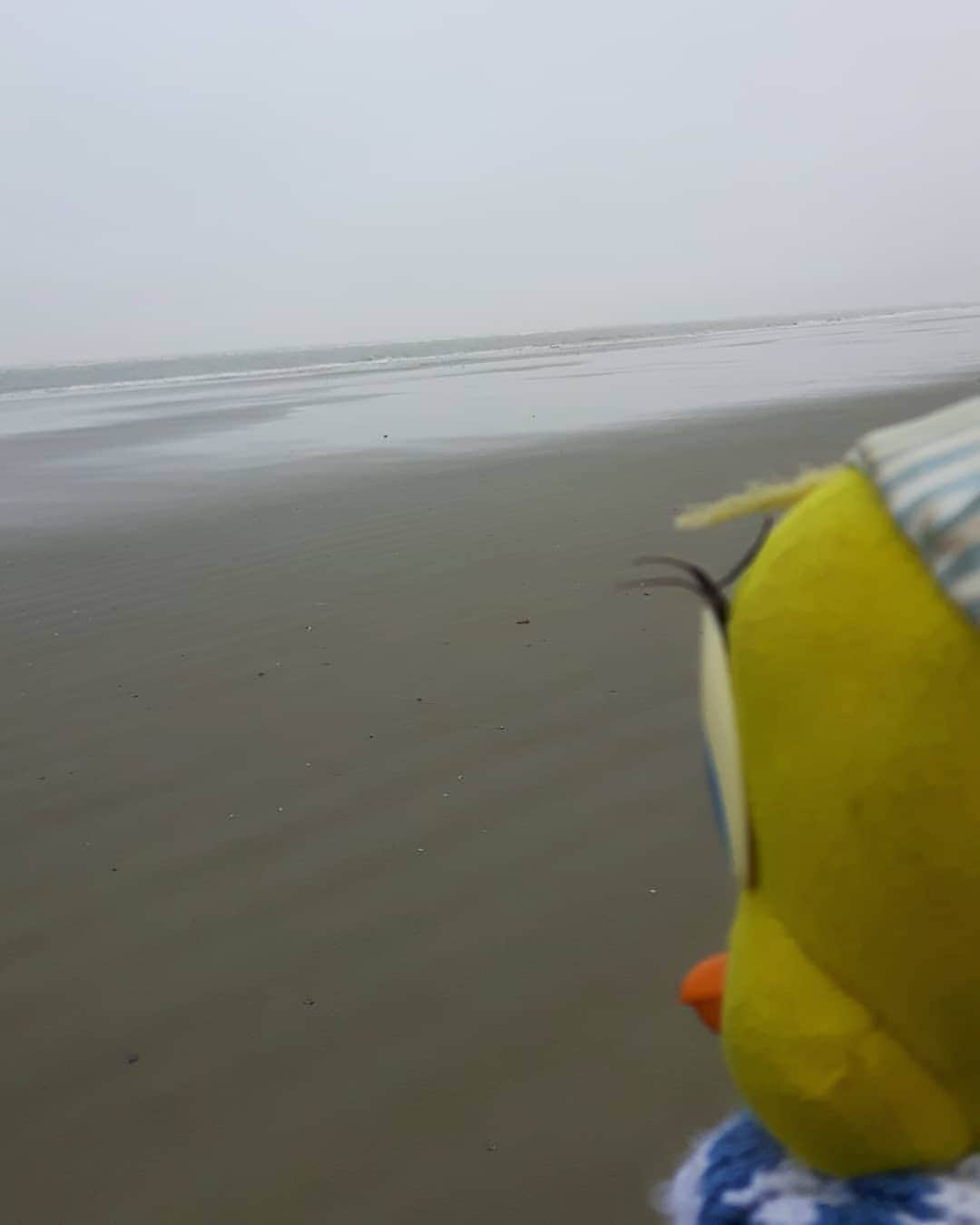 Little Yellow Birdさんのインスタグラム写真 - (Little Yellow BirdInstagram)「Brrrr....so grey; but the beach is always nice, no matter what!  #littleyellowbird #tweety #tweetykweelapis #adventures #yellow #bird #weekend #saturday #beach #strand #noordzee #northsea #greyweather #october #autumn #herfst #rainydays #regen #netherlands #stuffedanimalsofinstagram #plushiesofinstagram」10月10日 21時52分 - tweetykweelapis