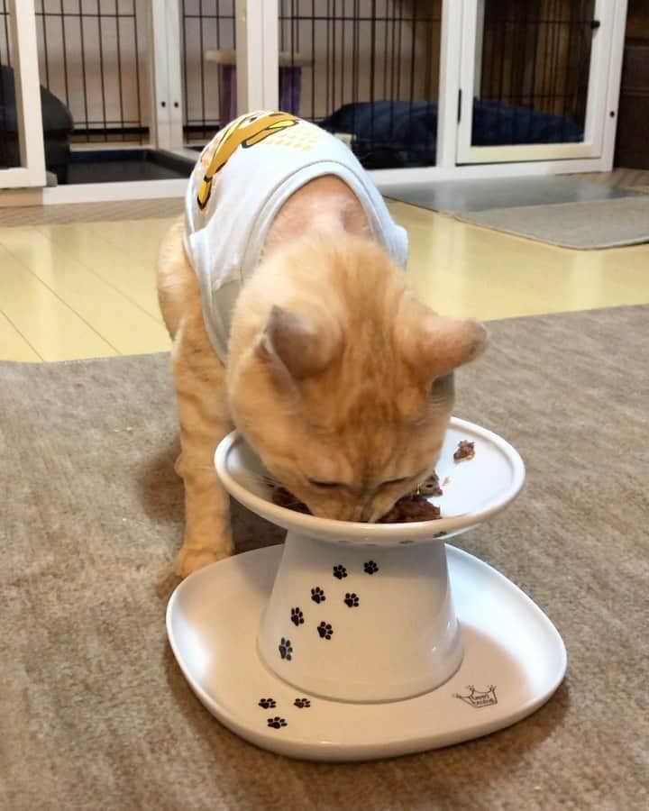 ruiruiのインスタグラム：「福ちゃんは元気です（2020/10/10） . . 久しぶりの福ちゃんのモグモグタイムです。 食べるとやっぱり涙が出ちゃう福ちゃんです😢 . . いつもたくさんの応援コメントをありがとうございます🙏🏻 . . Fuku-chan has been treated with anti-cancer drugs after radiation therapy. Wearing clothes to protect the treated area. . . #放射線治療 #皮膚型リンパ腫 #手作り術後服 #猫壱 #ハッピーダイニング浅広口 #福ちゃんは耳が聞こえない #福ちゃんは人間大好き #右目失明 #元野良猫 #保護猫 #猫 #にゃんこ #にゃんすたぐらむ #ねこ #茶トラ #ねこ部 #ふわもこ部 #ペコねこ部 #pecocat #mofmo #deafcat #cute #cat #cats #catlover #catstagram #instacat #Instagramcats #ilovemycat」
