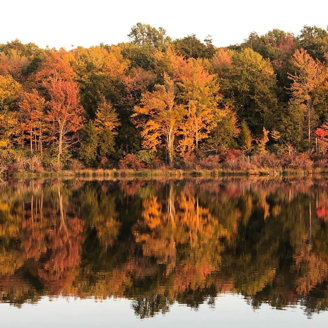 マーシャ・ゲイ・ハーデンのインスタグラム：「Reflections. Add soundtrack of geese flying.  Reflect on the country you really want to leave to the next generation.  Reflect on environmental issues. Reflect on all the things you love - and how to keep them growing and sustainable.  Reflect on hate- and ask yourself where does that take us?  Reflect on love and peace and this amazing earth, again- and imagine where THAT takes us, by working together.  Then go vote.」