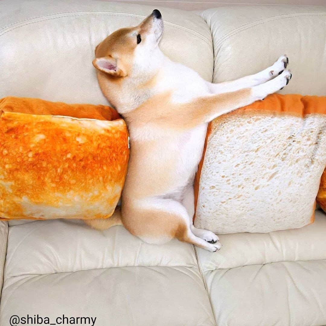 8crapさんのインスタグラム写真 - (8crapInstagram)「Am a sandwich now? - 📷 @shiba_charmy - #barked #dog #doggo #ShibaInu #Shiba」10月10日 23時01分 - barked