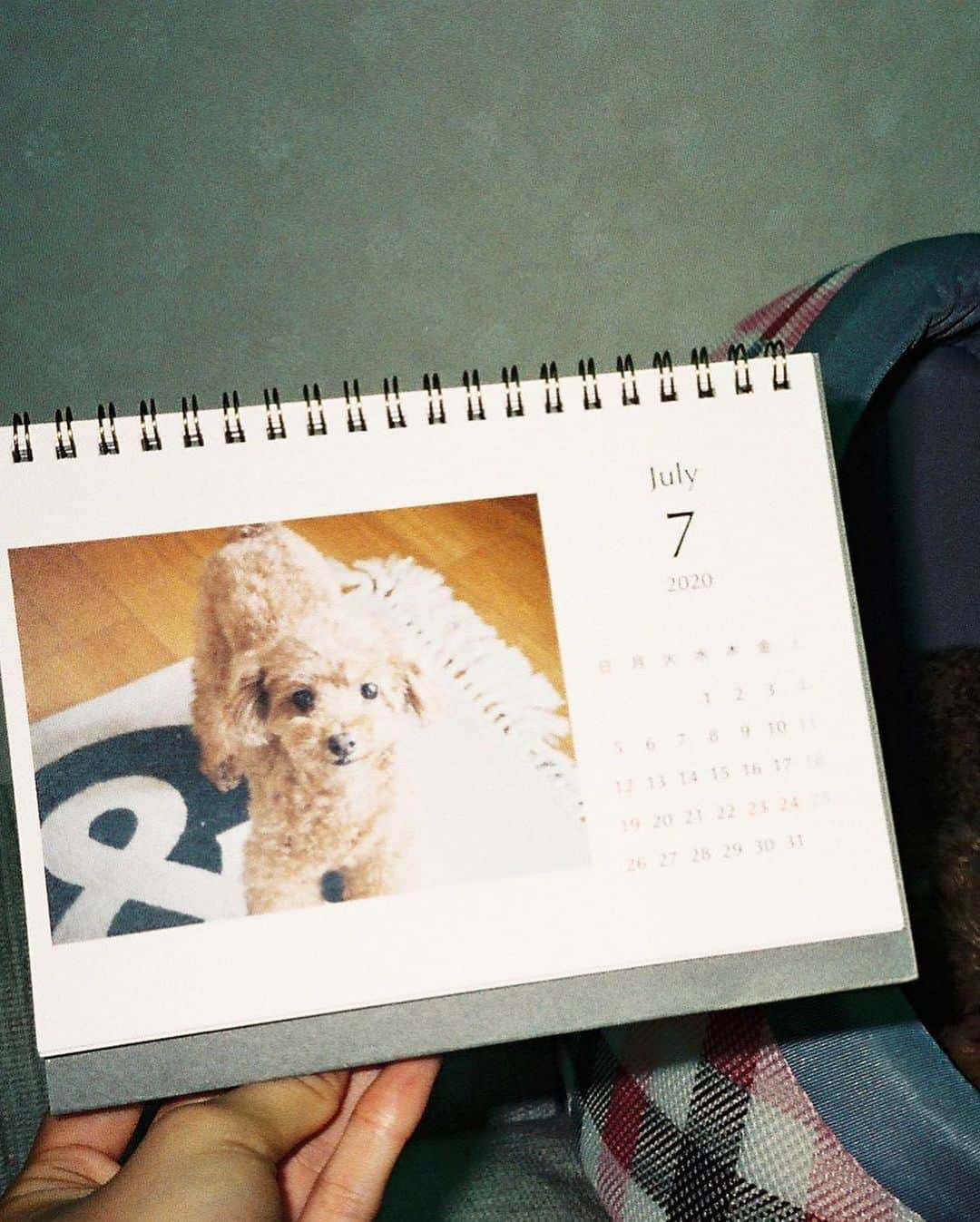 中田陽菜子さんのインスタグラム写真 - (中田陽菜子Instagram)「今日でうちの子8歳なりまして おめでとうメリー🐕！  #カレンダーとか作ってしまってる #本気の走り方がすごい兎 #本日のメリー」10月10日 23時17分 - nakadahinako__