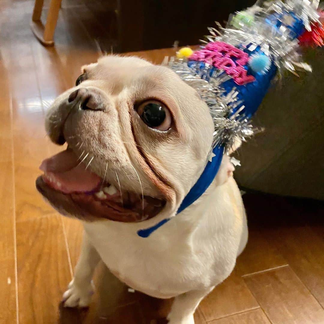 GEN3 Owlのインスタグラム：「ゲレゲレ1歳の誕生日でした🎂 Gere-gere, happy 1st birthday. #dog #geregere」