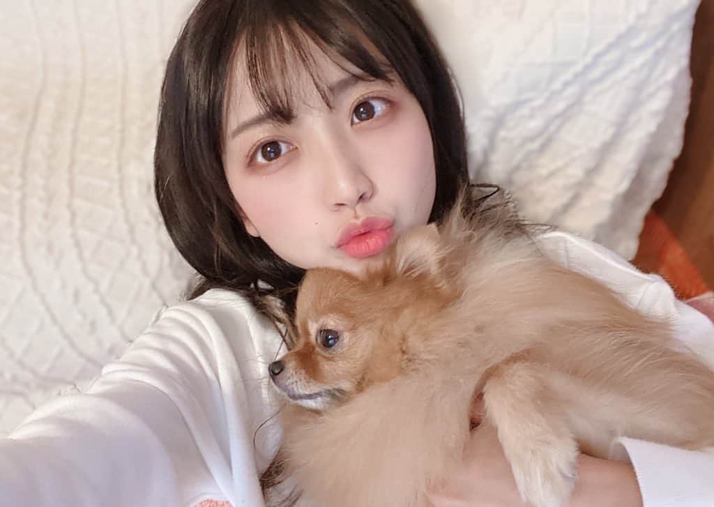月野もあのインスタグラム：「*  🤍🤍🤍  #犬 #ポメラニアン #selfie」