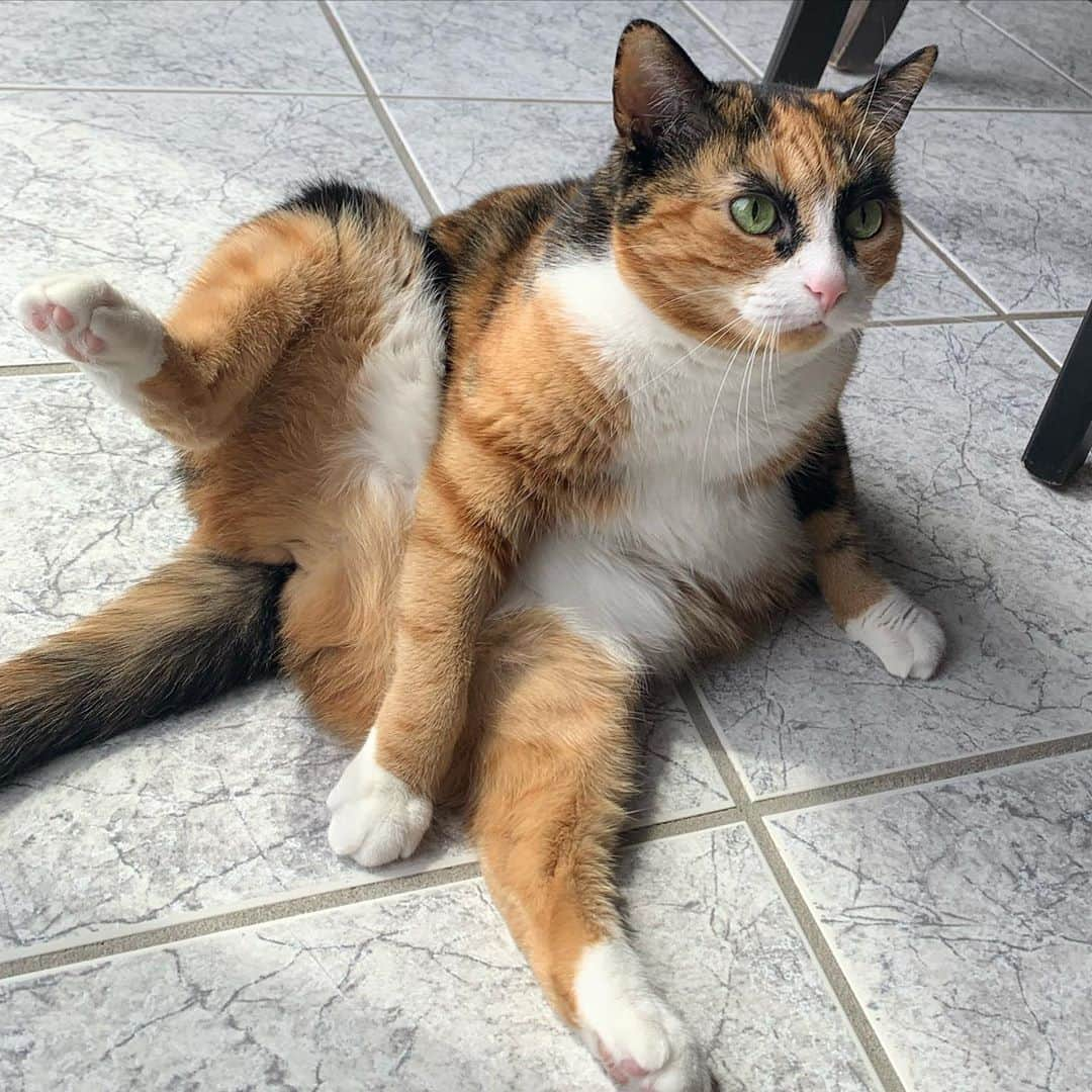 リリーのインスタグラム：「Attempting to do some yoga today!  . . . . . . #lillycrazyeyes #mood #catsofinstagram #9gag #calico #instacat #meowstagram #meow #meowdel #instacalico #calico #caturday #saturday #weekend  #crazyeyes #sassy #notimpressed #caturday #yoga #catyoga」