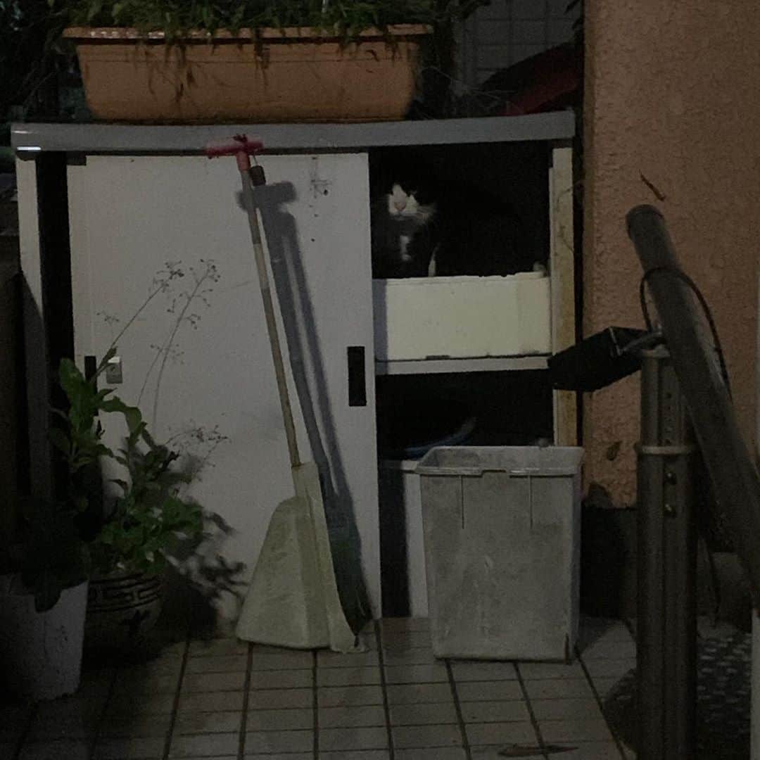 Kachimo Yoshimatsuさんのインスタグラム写真 - (Kachimo YoshimatsuInstagram)「ココシバから家に帰ったら、民宿吉松で雨宿りしてた。今日は一日いたようです。 #うちの猫ら #ikasumi #sotononekora #猫 #ねこ #cat #ネコ #catstagram #ネコ部 http://kachimo.exblog.jp」10月10日 23時30分 - kachimo