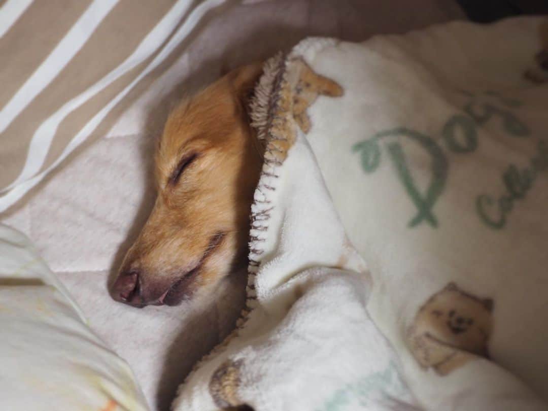 のインスタグラム：「おやすみ🌙そら🐶🐾 ☺︎ そらは私の布団の横に置いたベッドで寝てるけど ベッドから飛び出して布団に乗っちゃってる😆 ☺︎ #ベッドで寝る派#でもすぐ飛び出す#半分ベッド半分布団#ブランケット被ったまま #ちょぴべろ #可愛いちゃんに囲まれて#幸せ#おやすみなさい #ダックス#ミニチュアダックス #dachshund #miniaturedachshund」