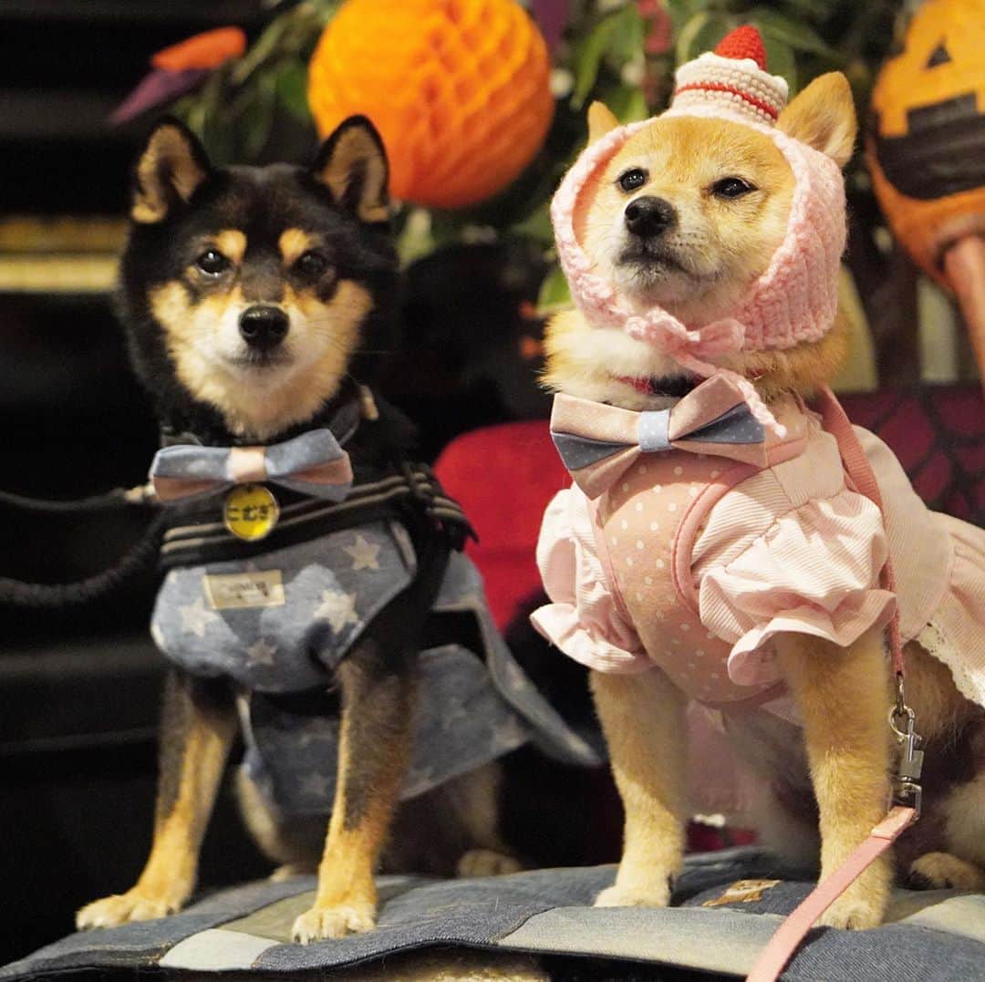 黒豆柴こむぎのグルメインスタ