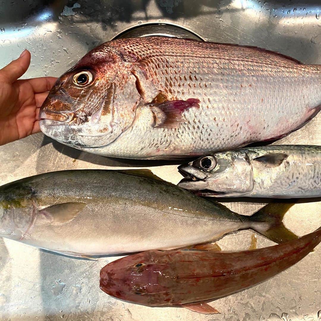 長谷川朋美さんのインスタグラム写真 - (長谷川朋美Instagram)「最近の#お家ごはん シリーズ✨ 最近も大漁で、常に釣りたての新鮮な お魚が食卓へ…😍 ・ 食事は、彩りよく楽しく、バランスよく✨ を心がけているつもり✨ ・ 先日は#北海道 #函館 からお取り寄せした #ずわい蟹 #牡丹海老 #雲丹 を ルミエールスタッフ&ファミリーを呼んで食べました💕 ・ みんなで食べると美味しいな😍 ・ 翌日も海老の頭は味噌汁に入れていただきました🦐 ・ #自給自足 #太刀魚 #鯛 #大漁 #漁師説 #fishing #dinner #お家時間 #畑 #farmer」10月11日 0時02分 - hasegawa.elena.tomomi