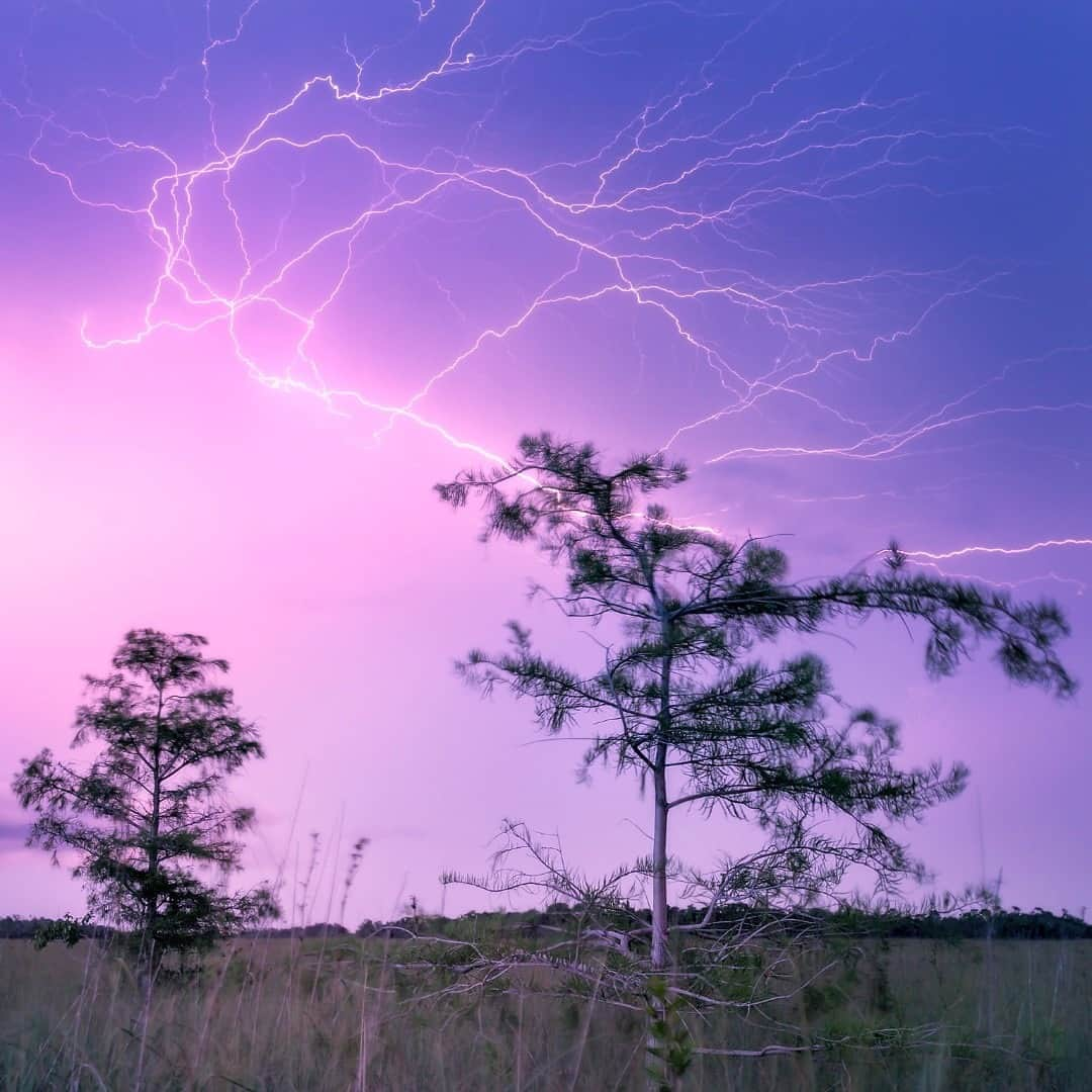 アメリカ内務省さんのインスタグラム写真 - (アメリカ内務省Instagram)「A visit to Everglades National Park in #Florida can be electrifying. From #lightning bolts ripping across the sky to an alligator splashing into the water nearby, there are many experiences that can make your hair stand up. But beyond the large and loud moments, an alluring human story of the #Everglades is deeply interwoven with its endless marshes, dense mangroves, towering palms and tropical fauna. Various groups and people navigated through and wrestled with the watery landscape to make it home. It won't take long for you to form a deep respect for this unique landscape and the people who have met its challenges. Photo @EvergladesNPS by Luis Forte, #NationalPark Service. #usinterior」10月11日 0時15分 - usinterior