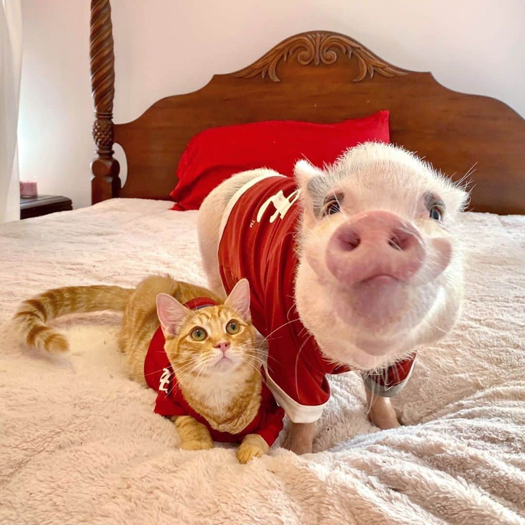 Priscilla and Poppletonさんのインスタグラム写真 - (Priscilla and PoppletonInstagram)「Happy #Caturday and Alabama #GameDay! Silly Pop was afraid someone might mistake Tigger for a Clemson Tiger fan, so he gave him one of his hand me down jerseys. He loves it! The rest of the family plans to join them for the Bama game tonight, but those silly boys plan on watching football all day! Roll Tide!🐷🏈🐱#PopandTigger #alabamafootball #sec #rolltide #PrissyandPop」10月11日 0時44分 - prissy_pig