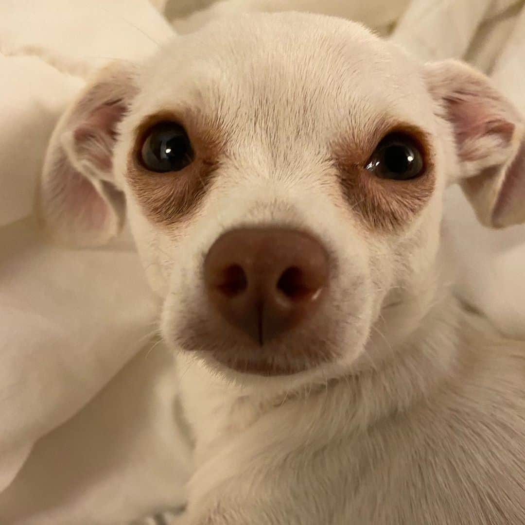 マーガレット・チョーさんのインスタグラム写真 - (マーガレット・チョーInstagram)「The beautiful #chihuahua #rescuedogsofinstagram #dogsofinstagram #love」10月11日 0時47分 - margaret_cho