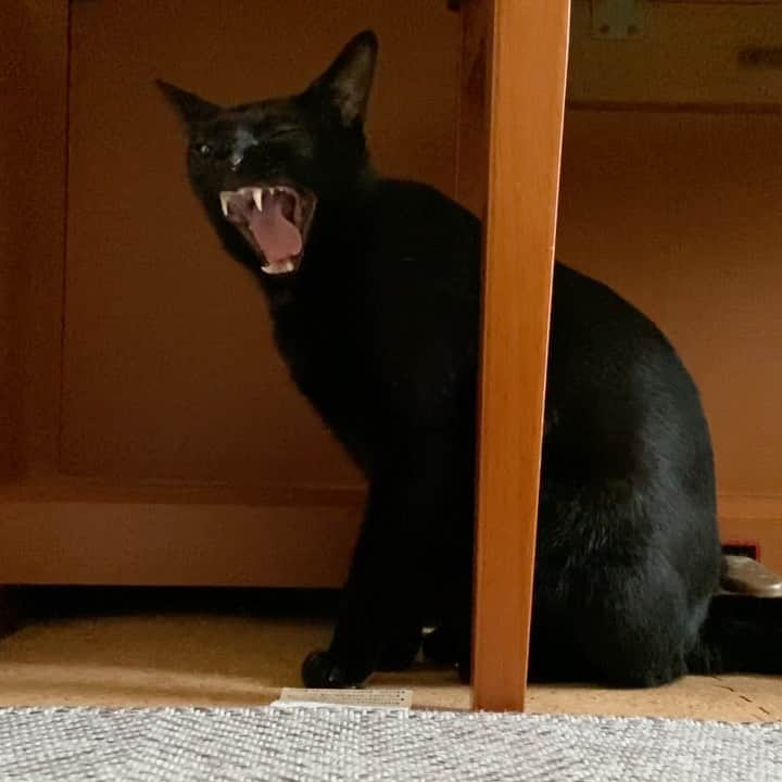 のインスタグラム：「A big yawn #cat #kuromitu #yawn #catlover #catworld #catscatscats #mako0mako0 #ねこ　#ねこ動画　#かわいい　#黒猫　#くろみつくん　#おおあくび　#まこまこ　#猫のいる暮らし #猫のいる生活 #猫スタグラム」