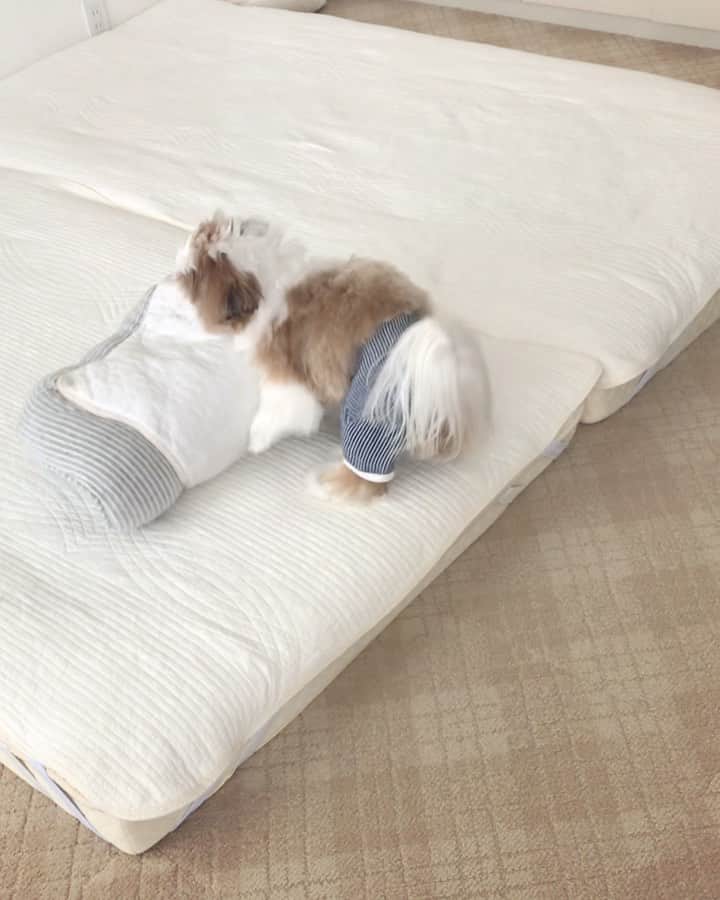水嶋はちのインスタグラム：「Ready? Go! 🐶 * * よいしょ〜🐶 ボクのお布団の畳み方！ えへへへ 頭をつかいます😆！ * * #はち #HACHI #シーズー大好き部」