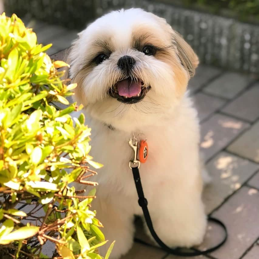 りんくさんのインスタグラム写真 - (りんくInstagram)「Happy Sunday Everyone! 🥰🐶❤️ * * * * * みんな穏やかな気持ちで過ごせますように🤗🐶💕」10月11日 10時26分 - link.jpn