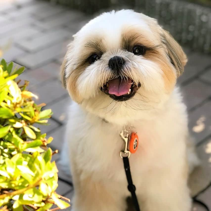 りんくさんのインスタグラム写真 - (りんくInstagram)「Happy Sunday Everyone! 🥰🐶❤️ * * * * * みんな穏やかな気持ちで過ごせますように🤗🐶💕」10月11日 10時26分 - link.jpn