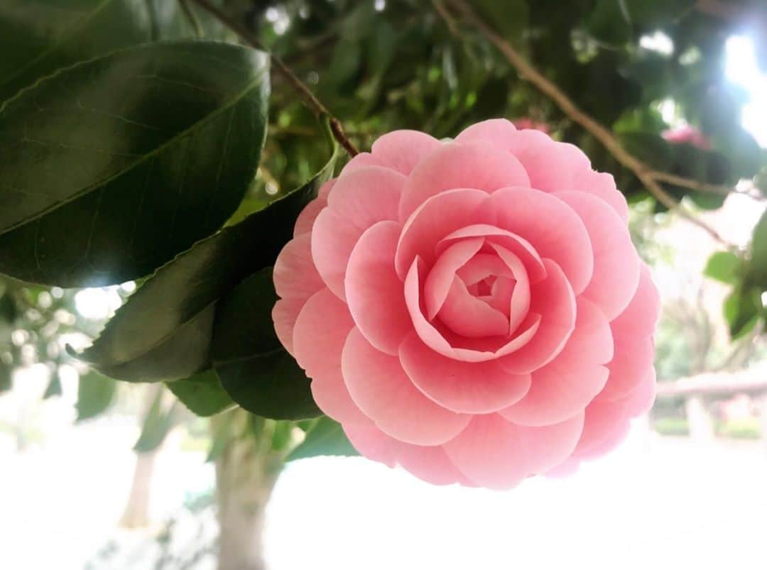 遠海まりこさんのインスタグラム写真 - (遠海まりこInstagram)「Camellia ﻿ ———————————————————————﻿  #camelia #yae #yaecamelia #flower #flowers #pink #pinkflowers #japaneseflower #tokyo #likeroses #tsubaki #yaetsubaki #八重椿 #椿 #季節の花 #季節の花を楽しむ #花のある暮らし」10月11日 10時29分 - marikotohmi99