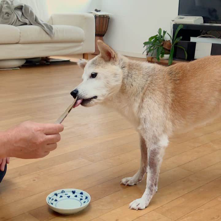 柴犬リリコのインスタグラム：「食欲の秋🍂到来❣️ 涼しくなってきたら途端に食欲が出てきたようで朝晩のごはん🍚もしっかり食べ、おやつも要求（近くに来てジッと見つめるだけ）したりしています☺️👍🏻」