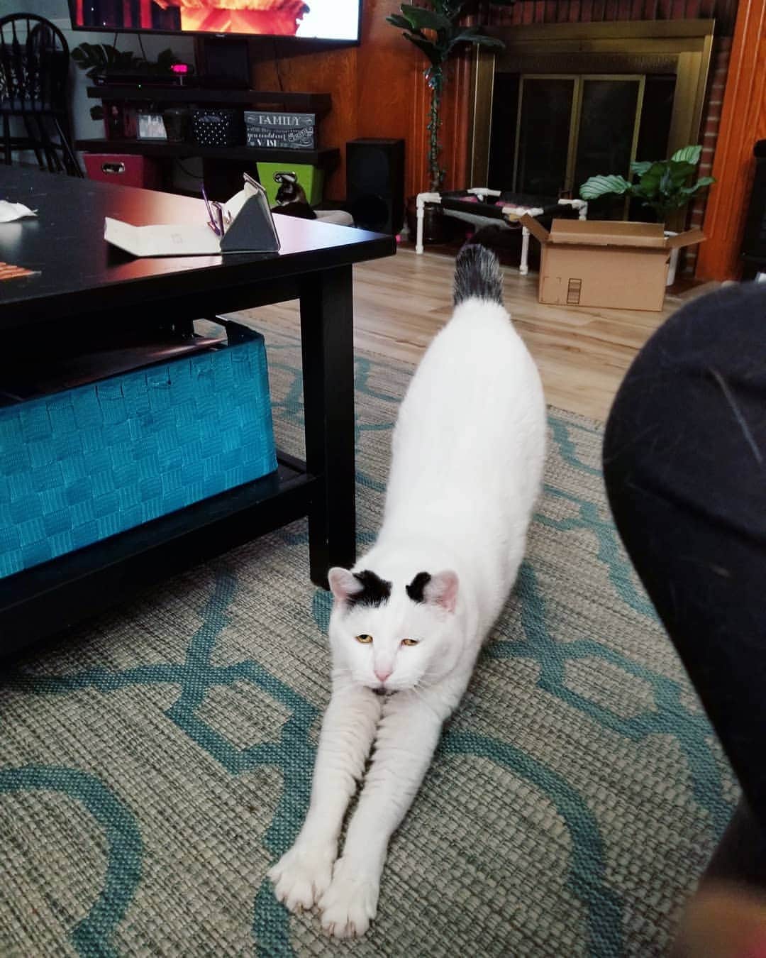 Garyのインスタグラム：「Fun fact about Gary: When he hears the Netflix dun-dun! he immediately comes out of the bedroom and jumps on me and paws at my face and fucks with me until I get up and cater to his whims. #garebear」
