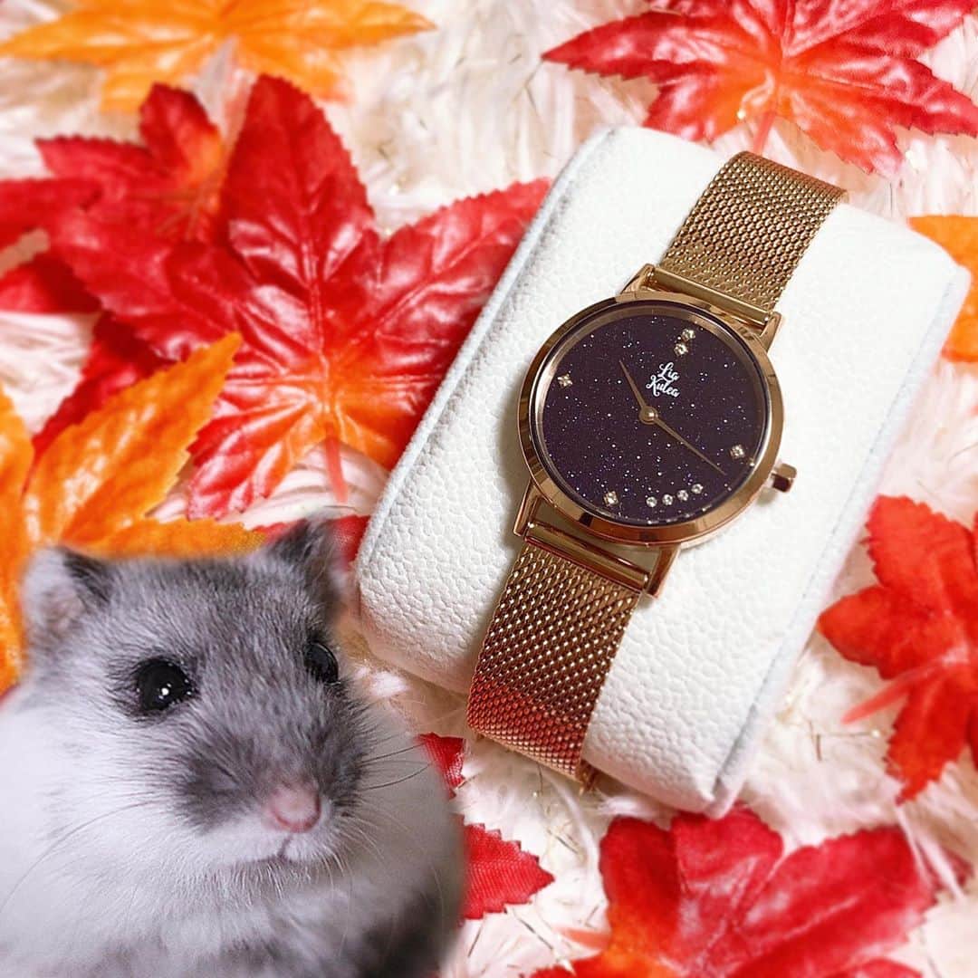 hamster_mocoさんのインスタグラム写真 - (hamster_mocoInstagram)「【 PR⠀】 ボクのお目目に負けないくらいキラキラの時計でちゅね👀⌚✨ ･ リアクレアさん @liakulea_japan  の素敵な腕時計のモニターをさせて頂きました🐹🍁⌚✨ ･ 星空のような黒のキラキラフェイスが秋のファッションにもピッタリです😚 ･ ✨10%OFFクーポンコード✨ 「asahija」 ※本日より1年間有効です。ぜひご利用ください☺️💫 ･ #腕時計 #liakulea #腕時計 #時計 #腕時計倶楽部 #手元倶楽部#リアクレア #ハムスターふく#ハムスター#ジャンガリアンハムスター#ジャンガリアン#パイドハムスター#パイドジャンガリアン#ジャンガリアンパイド#ハムスタグラム #hamster#djungarian#hamstagram#hammy#happy_pets#PET_OF_OUR_WORLD#igersjp#ig_japan#instapet#weeklyfluff#kawaii#cute#仓鼠#정글리안#햄스터」10月11日 10時56分 - asahi.fl