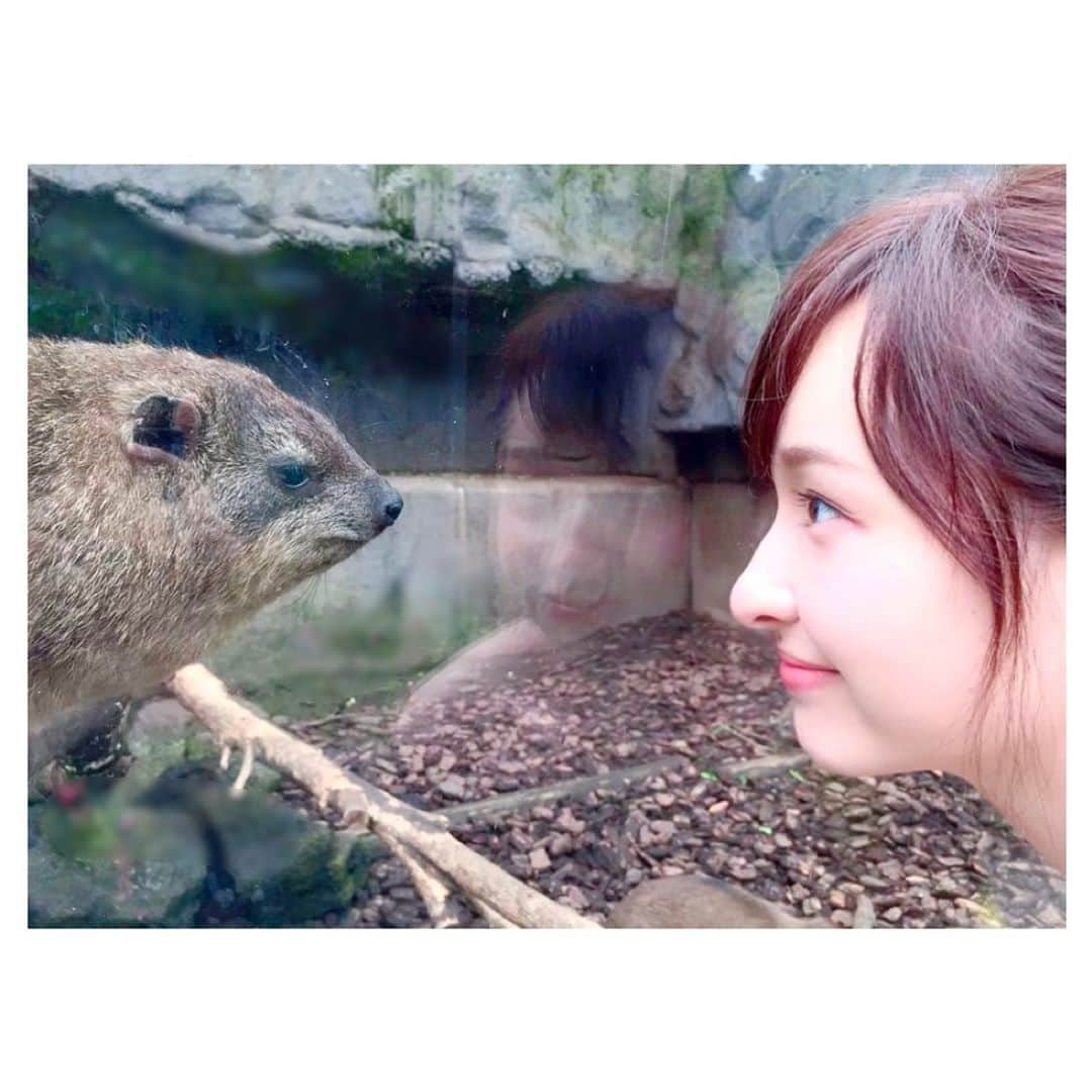 宇賀神メグさんのインスタグラム写真 - (宇賀神メグInstagram)「. 昔の写真を見返していたら、 こんな一枚が出てきました。  . ケープハイラックスとにらめっこ…  この真顔には、 勝てる気がしません。🤣 . . . . #にらめっこ #ケープハイラックス #イワダヌキ目 #イワダヌキ科 #ハイラックス属 #アフリカ #サバンナなどに #生息しているらしい です」10月11日 11時29分 - ugajin_megu