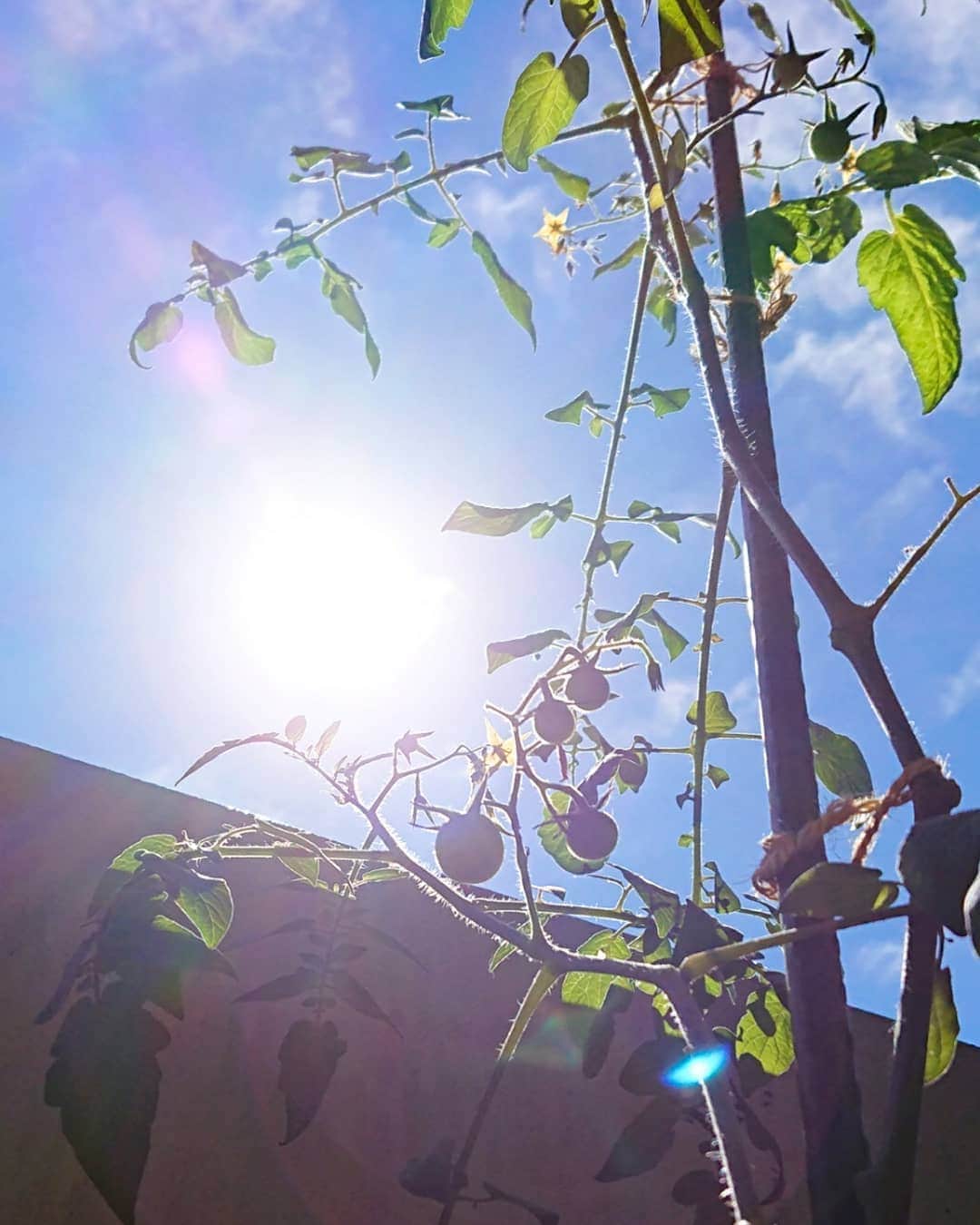 中田有紀さんのインスタグラム写真 - (中田有紀Instagram)「「日差し」というより「陽射し」と書きたくなるような強い太陽。植物の手入れをする背中が暑くて痛い😵💦久しぶりに真夏の感じを味わいました☀️ ミニトマト、まだ花が咲いたり実が生ったりしています🍅 #ベランダ菜園 #ミニトマト栽培 #まだまだ元気」10月11日 11時35分 - akinakada0508