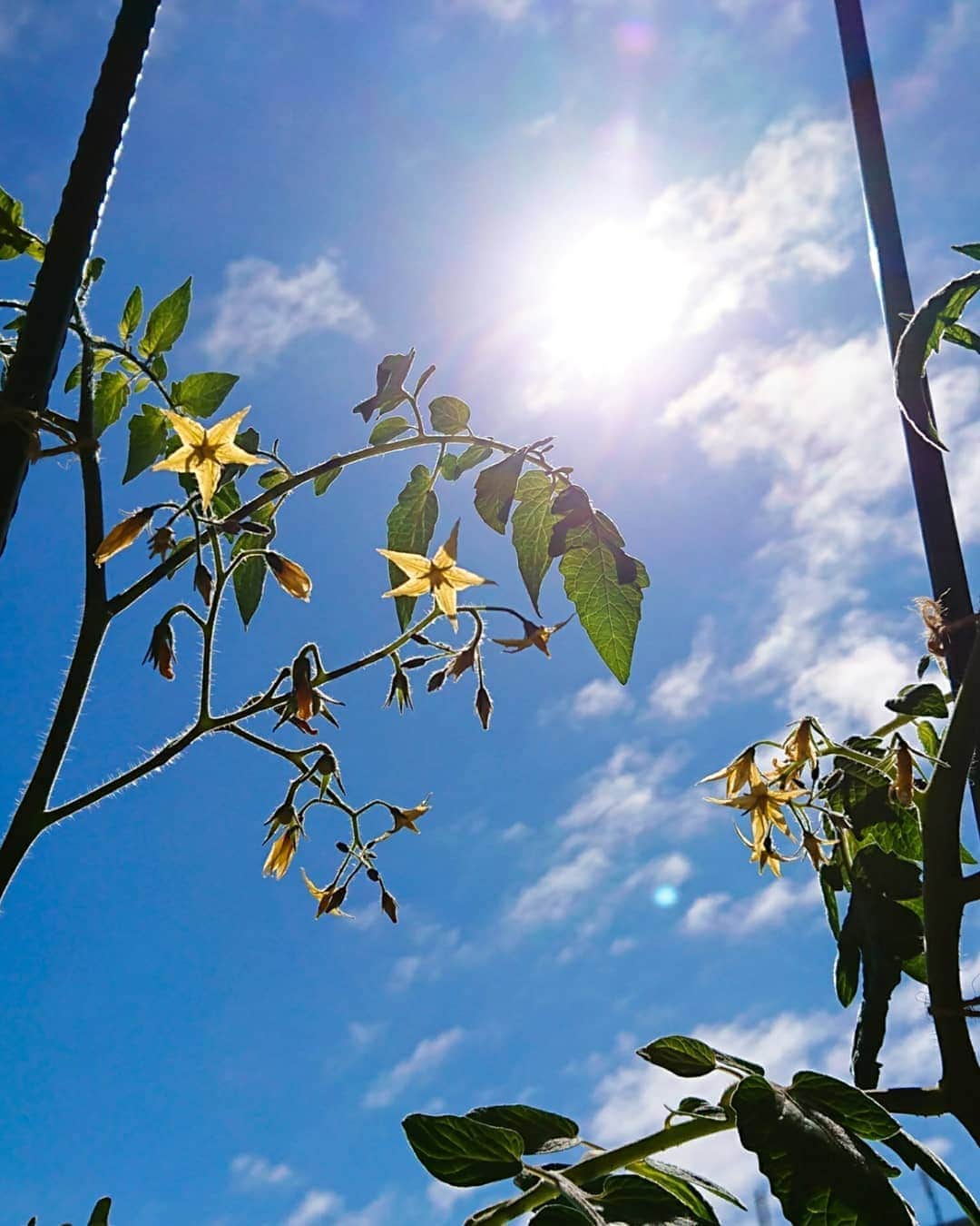 中田有紀さんのインスタグラム写真 - (中田有紀Instagram)「「日差し」というより「陽射し」と書きたくなるような強い太陽。植物の手入れをする背中が暑くて痛い😵💦久しぶりに真夏の感じを味わいました☀️ ミニトマト、まだ花が咲いたり実が生ったりしています🍅 #ベランダ菜園 #ミニトマト栽培 #まだまだ元気」10月11日 11時35分 - akinakada0508