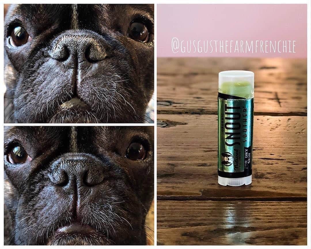 Regeneratti&Oliveira Kennelのインスタグラム：「A dog’s nose is their most prized possession. If their nose gets dry and chapped, it can be very uncomfortable for them. Many people try things like coconut oil with little to no results. This is because it is a very light moisturizer and just does not have what it takes to truly heal dry noses. #SnoutSoother is a balm made from 100% natural ingredients and comes recommended by Vets and customers all over the world for healing chapped noses…because it really works! . ⭐ SAVE 20% off @naturaldogcompany with code JMARCOZ at NaturalDog.com  worldwide shipping  ad 📷: @pablo.lupita.thefrenchies  @gusgusthefarmfrenchie . . . #petsupplies #naturaldogcompany #frenchie #frenchbulldog #bulldog」
