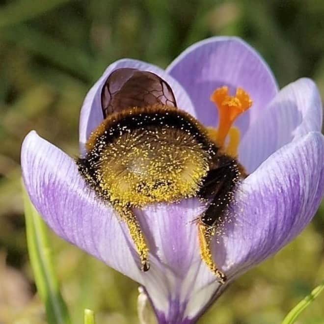 のインスタグラム：「🐝me 🐝 #sleepingbumblebee #bees #savethebees」