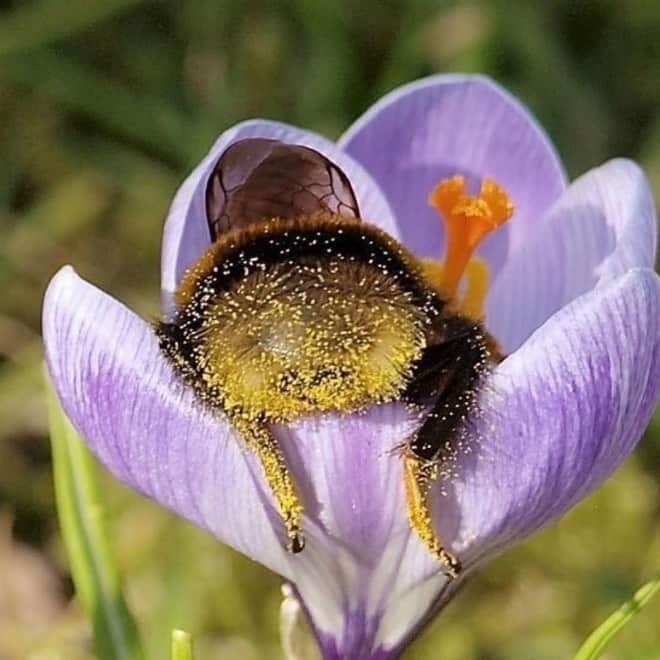 フラヴィア・ルチーニさんのインスタグラム写真 - (フラヴィア・ルチーニInstagram)「🐝me 🐝 #sleepingbumblebee #bees #savethebees」10月11日 3時18分 - flavialucini