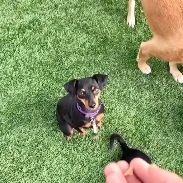 ジャスティン・ターナーのインスタグラム：「@moonshineminpin working on robbing treats in centerfield like @cody_bellinger   @corchabalancedk9」