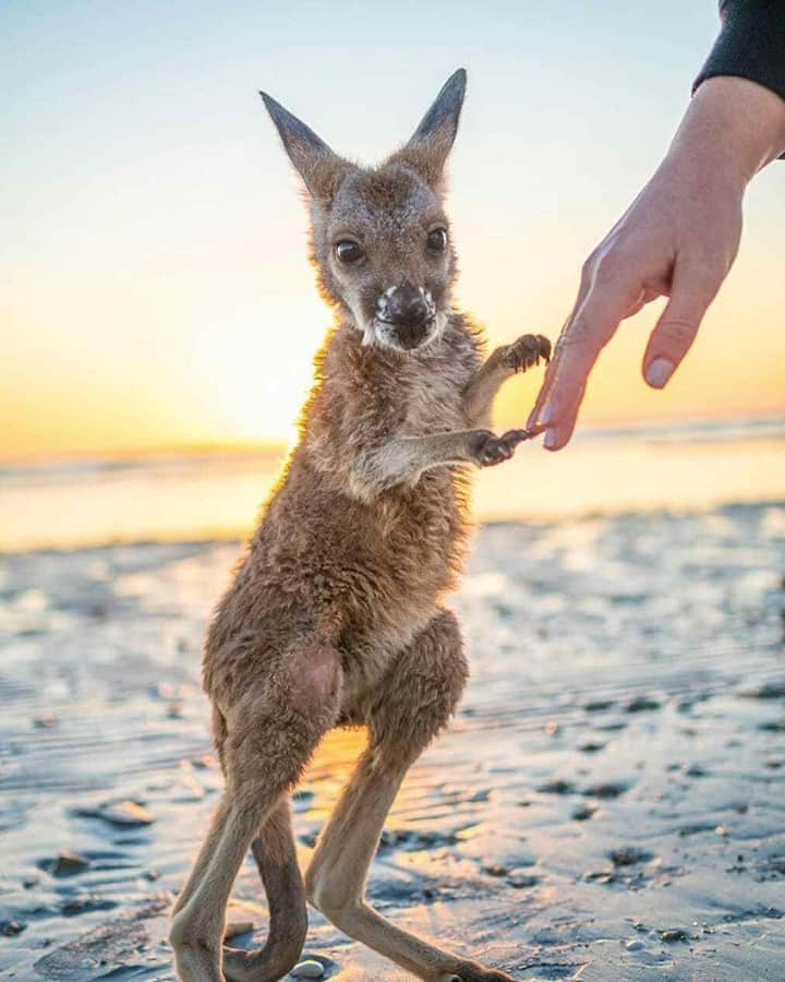 Australiaさんのインスタグラム写真 - (AustraliaInstagram)「The @YorkePeninsula locals are roo-diculously cute! 😍 This adorable #kangaroo paid a visit to some very lucky guests at @southaustralia’s @wallaroo_holiday_park recently, giving them a friendly welcome into #YorkePeninsula. Located a two-hour drive from the @cityofadelaide, the coastal town of #Wallaroo is a popular #roadtrip destination for those looking to escape the city and soak up the town’s serenity. #seeaustralia #seesouthaustralia #southaustralia #yorkes」10月11日 4時00分 - australia