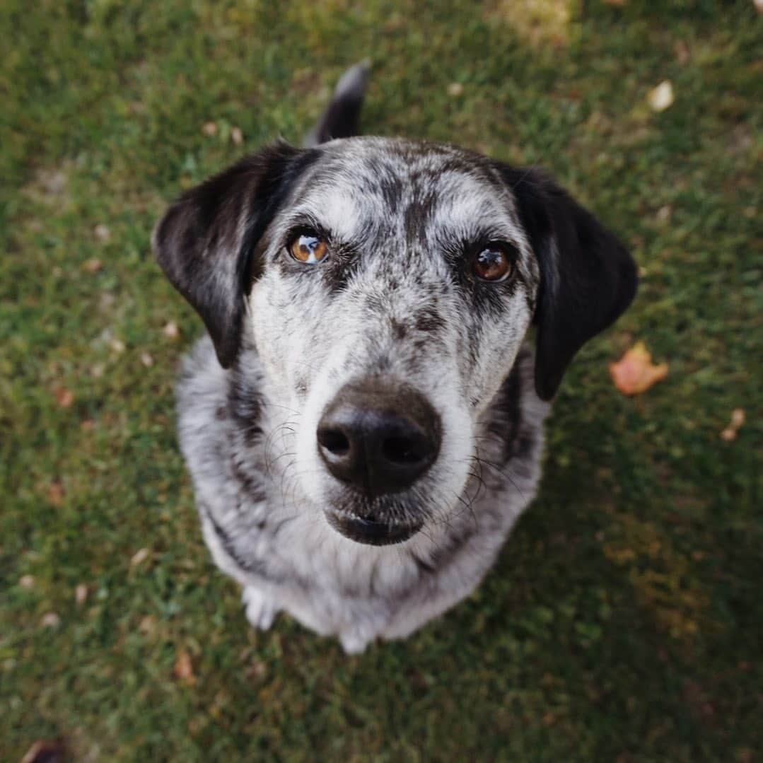 Emily McCrackenのインスタグラム：「The original muttadventures dude. You know one day you turn around, and your dog is 9 years old...how?!」