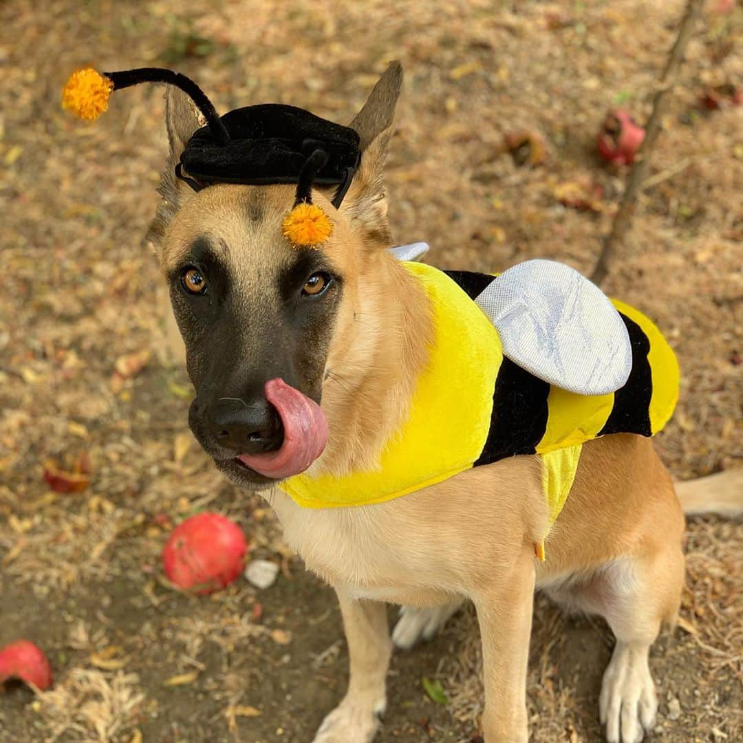 ローレン・ジャーマンのインスタグラム：「🍁🎃🐝」