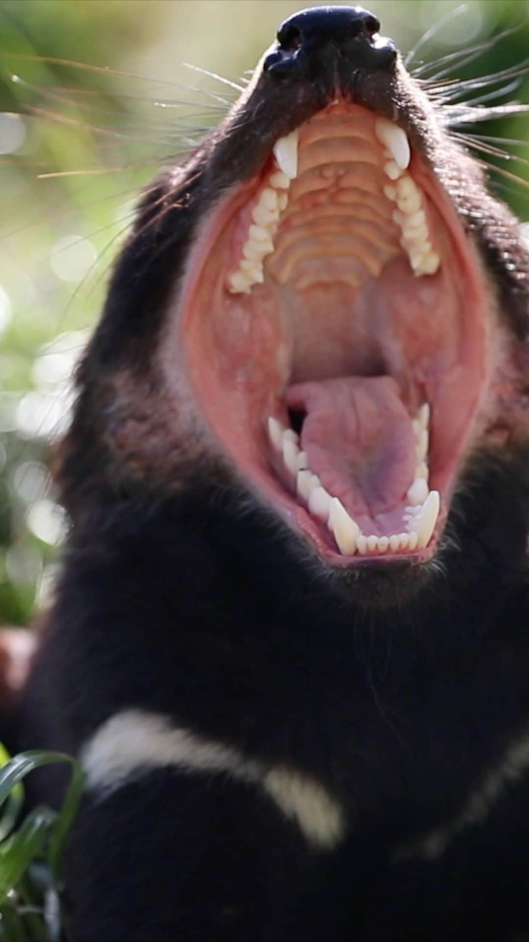 エルサ・パタキーのインスタグラム：「For the first time in 3000 years the Tasmania devils are back on mainland Australia! As top predators, the devils push back feral cats and foxes, allowing Australia’s native small mammals to recover so they can get to work enriching soil as they forage and help forests regenerate. My family and I were lucky enough to be there and lend a hand with the wonderful team at @wildark @aussieark @global_wildlife_conservation and #DevilComeback #ReWildAustralia Head to devilcomeback.org to support! Shot by visionary, genius ,majestic, Spaniard @cristianprieto.filmmaker  Por primera vez en 3000 años, los demonios de Tasmania están de vuelta en Australia! Son excelentes depredadores, controlan a los gatos salvajes y zorros, permitiendo a los mamíferos más pequeños regenerar los bosques. Tuve la gran suerte de poder estar presente con mi familia en esta experiencia al lado de un equipo extraordinario: @wildark @aussieark @global_wildlife_conservation y #devilcomeback #rewildaustralia. Podéis apoyar a esta causa en el siguiente enlace: devilcomeback.org  🎥: @cristianprieto.filmmaker」