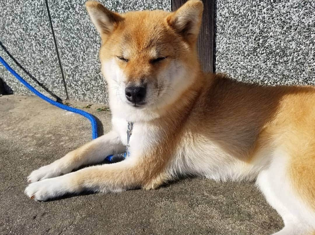 柴犬たま Shibainu Tamaのインスタグラム