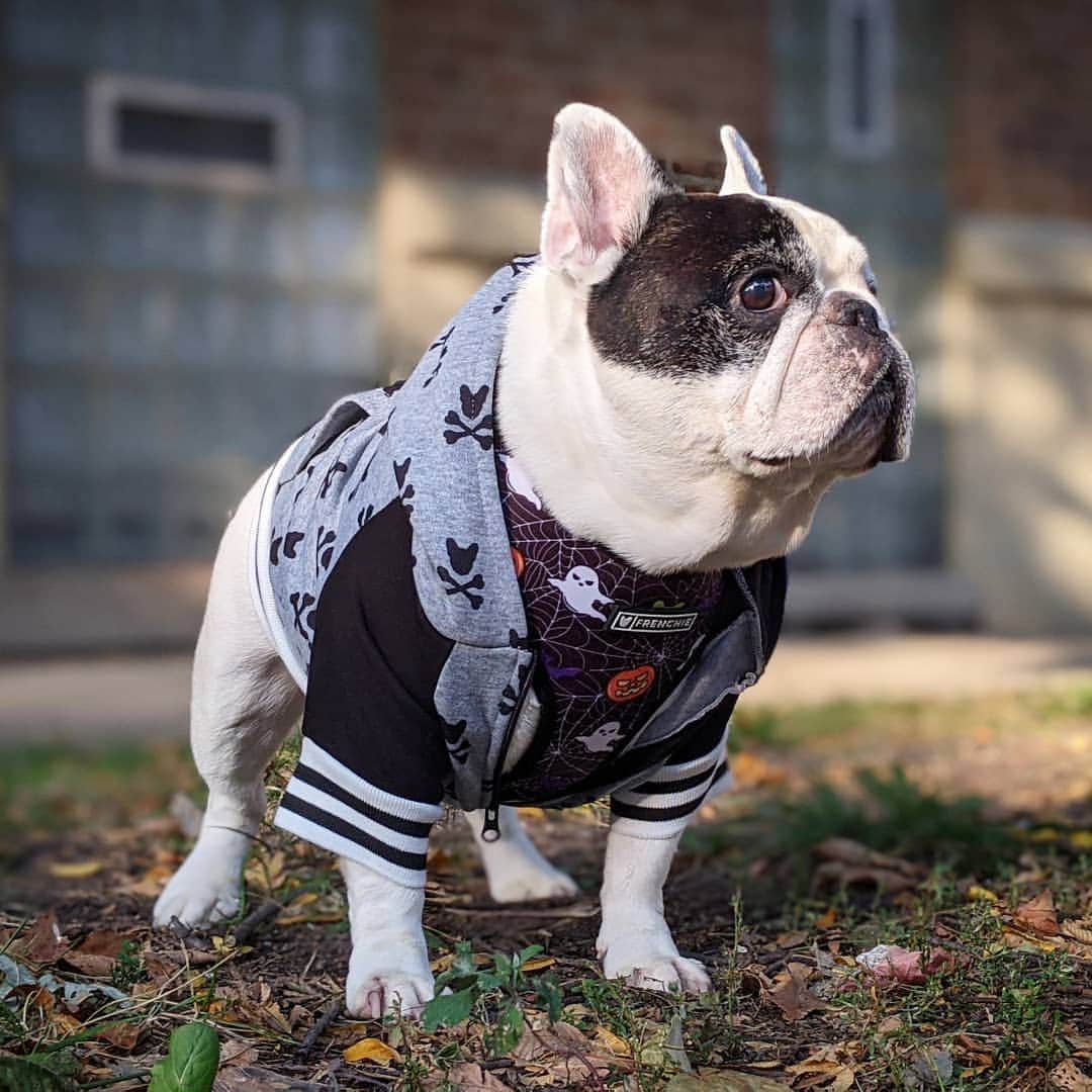 Manny The Frenchieのインスタグラム：「Uh oh, act cool! Just spotted my crush across the street! 😳 Hope she digs my new outfit.  . . Halloween harness and hoodie from @frenchie_bulldog  Use my name to save some cash!」