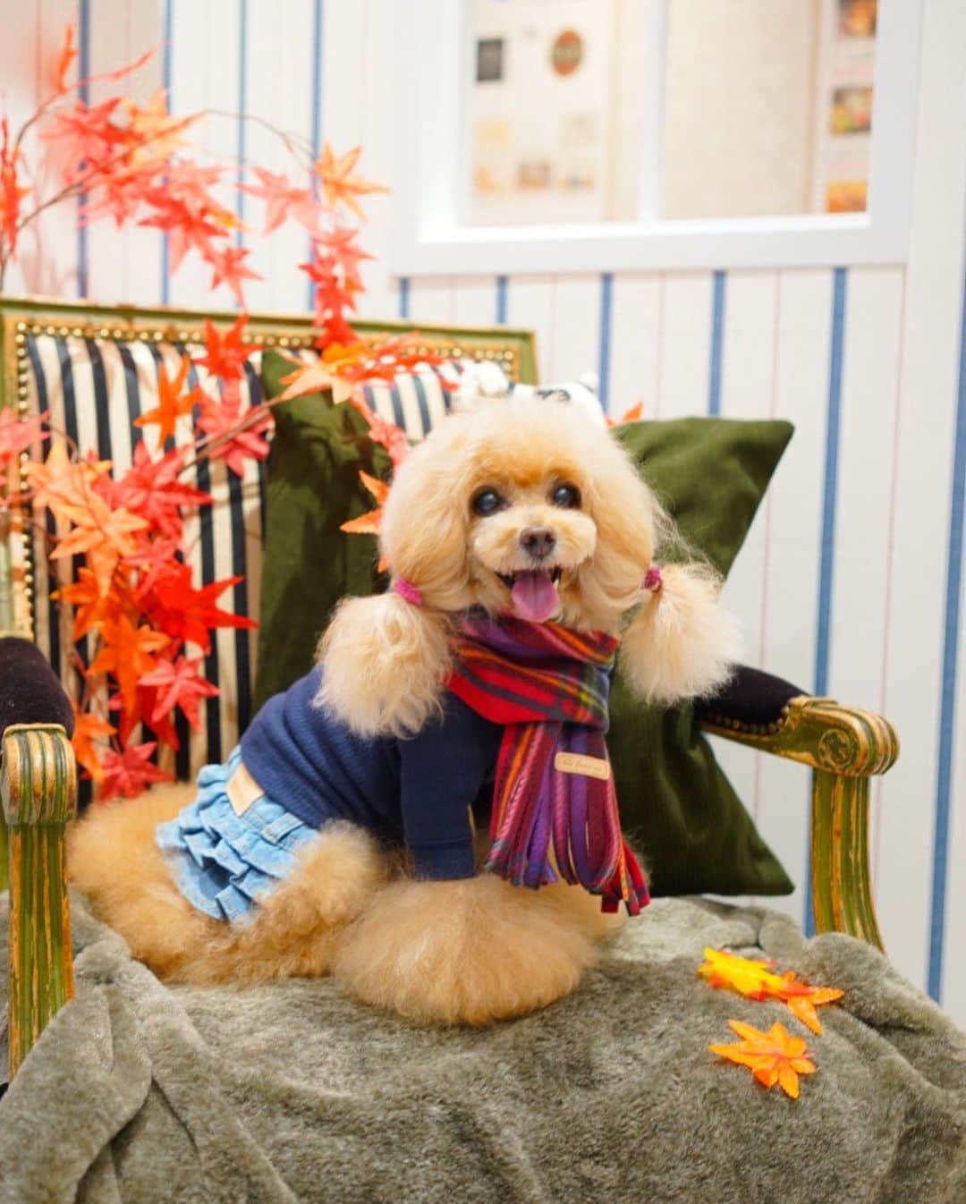 Toypoodle Mikuru?Asakusa Tokyoのインスタグラム：「20201011 Sunday. 【Mikuru information🌟】 Autumnal scenery 🍁style . 季節もすっかり秋模様。 みきゅるんも秋冬お洋服にシフトです💫 . ❶ 枚目 ⭐️ あったかチェックマフラーM ⭐️ WV0031 / ¥2,200+tax ブルーとレッドの二色、S.M.Lサイズ展開。 みくるはレッドのMサイズ。 展示会の時より長めになっていたので、Mサイズにしました。 ❷ 枚目 二つ折りにするとJKリボン🎀結びもできます💓 超かわいいです😆 . ❸ 枚目 ⭐️ ジャガードニットPK ⭐️ WL024 / ¥9,800+tax カラフルなニットパーカー🧶 お袖なしなのが嬉しい💓 ブーツカットにしていると、長袖着せる時が一苦労なんですよ😂 でも重ね着も楽しみますよ🤗 展示会で即決だった一品です😆😆😆 . ❹ 枚目 ⭐️ シンプルボアボアBZ ⭐️ WH0186 / ¥7,900+tax グレーとアイボリーの二色展開❣️ 軽くて暖かいですよ😄 ハイネックインナーを着るとまた印象が変わります💓 . 雨続きで中々お散歩できないですが、 早くお散歩で着せたいなぁ💕 秋冬は重ね着できて楽しいです😆 . 在庫やサイズ相談など詳細は @asknowasdewan_marronniergate にお問合せください☺️ . . . 🌟snobbish babie リミテッドSHOP 🌟 昨日10/10からお台場ビーナスフォートにて 3ヶ月の期間限定SHOPオープン🎉 限定アイテムもあるそうですよ🥰 みきゅるんも行ってみようね😊 . 以上、Mikuru information でした🌟 . #asknowasdewan #asknowasdewan公式アンバサダー #マロニエゲート銀座 #第17期PPモデル . #toypoodle#poodle#poodle_playoffs#みくるん#トイプードル#プードル#タイニープードル#ふわもこ部#ワンコなしでは生きて行けません会#貴婦狗 #東京トイプードル #お仕事みくるん #asknowasdewan#poodlesofinstagram #dogsofinstagram#instadog#dog#igersjp#inutokyo#cutedog #dog_features #purapurafamily @i.am.mikuru #토이푸들 #銀座」