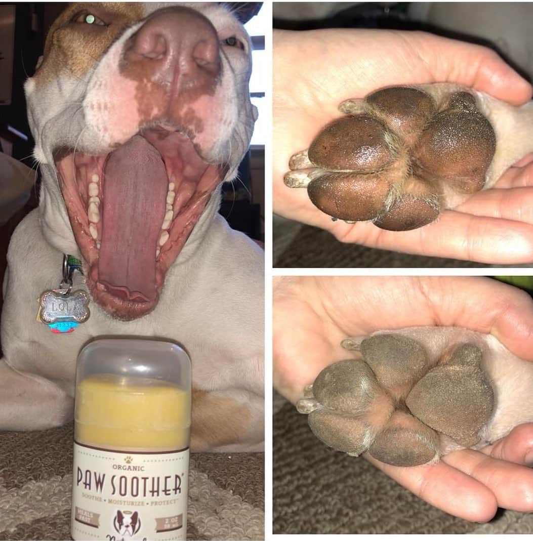 Pit Bull - Fansさんのインスタグラム写真 - (Pit Bull - FansInstagram)「Did you know that when paws get dry and chapped, they’re more prone to injury from splitting, cracking and bleeding? Healthy paws should be smooth & flexible - allowing dogs to get a better grip. A great all-natural paw conditioner is #PawSoother. It moisturizes deep into the paw pads, fixing cracks and making paws healthy again 🐾 . ⭐ SAVE 20% off @naturaldogcompany with code PITFANS at NaturalDog.com  worldwide shipping  ad 📷: @lola.the.pitbull」10月11日 7時40分 - pitbullsfans__