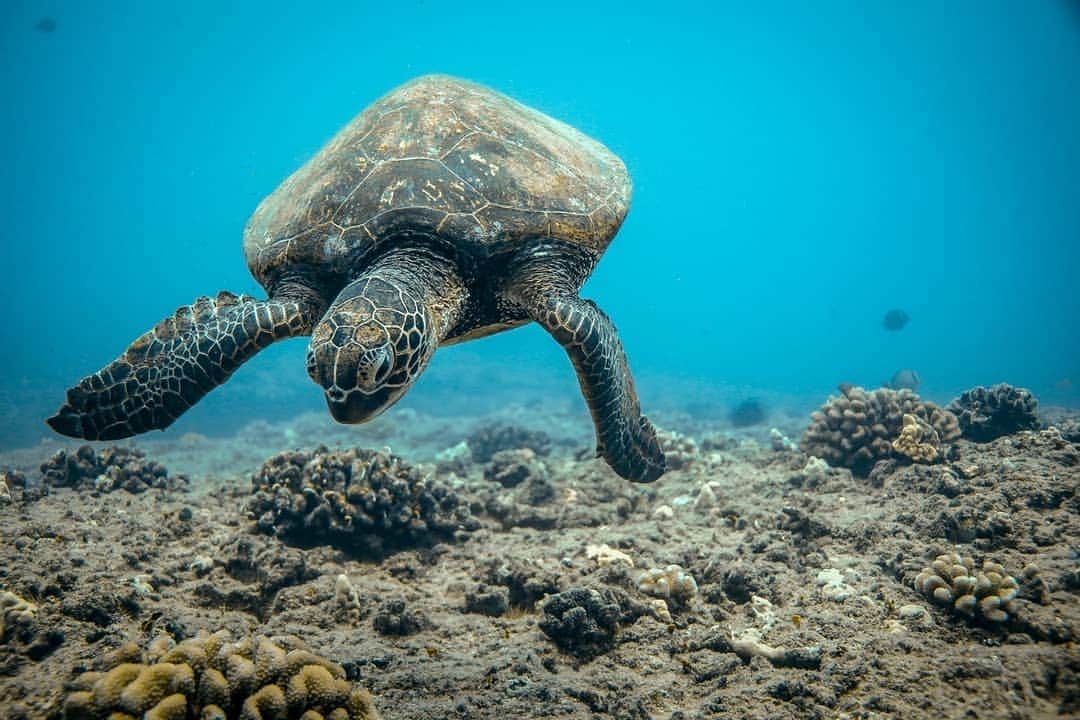And Youさんのインスタグラム写真 - (And YouInstagram)「Look at this dude searching for food. ​. ​. ​. ​. ​. ​. ​. ​. ​. ​. ​#hawaii #oahu #underwaterphotography #sealife #oceanlife #honolulu #boattour」10月11日 7時49分 - dolphinsandyou